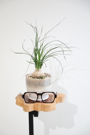 【S】トックリラン/Ponytail palm ※陶器鉢付き