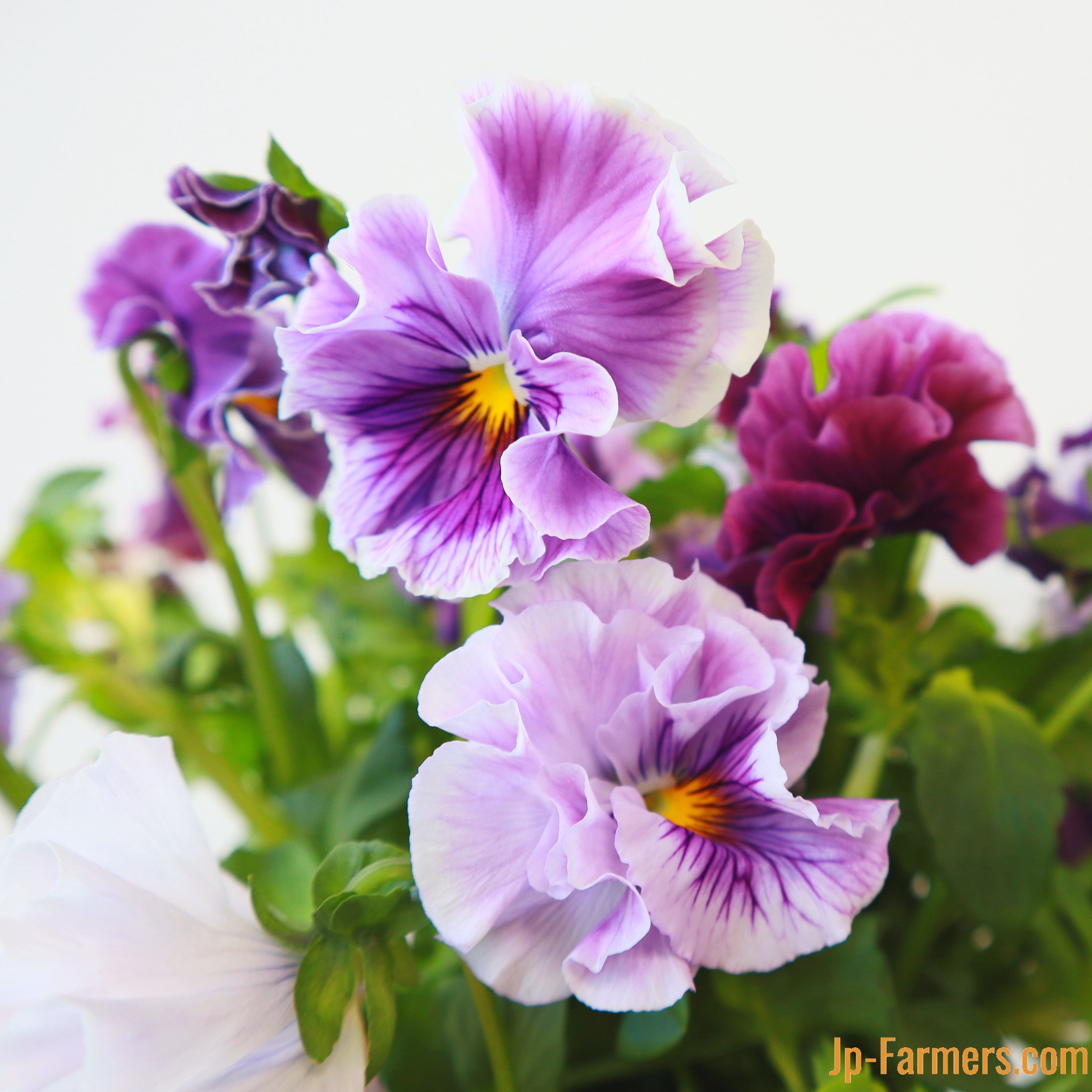 韓国　花びら盆 Niwaki Kenzan Flower Frog - Hops Petunia Floral