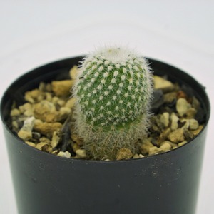 たまちゃんず農園 サボテン 白小町