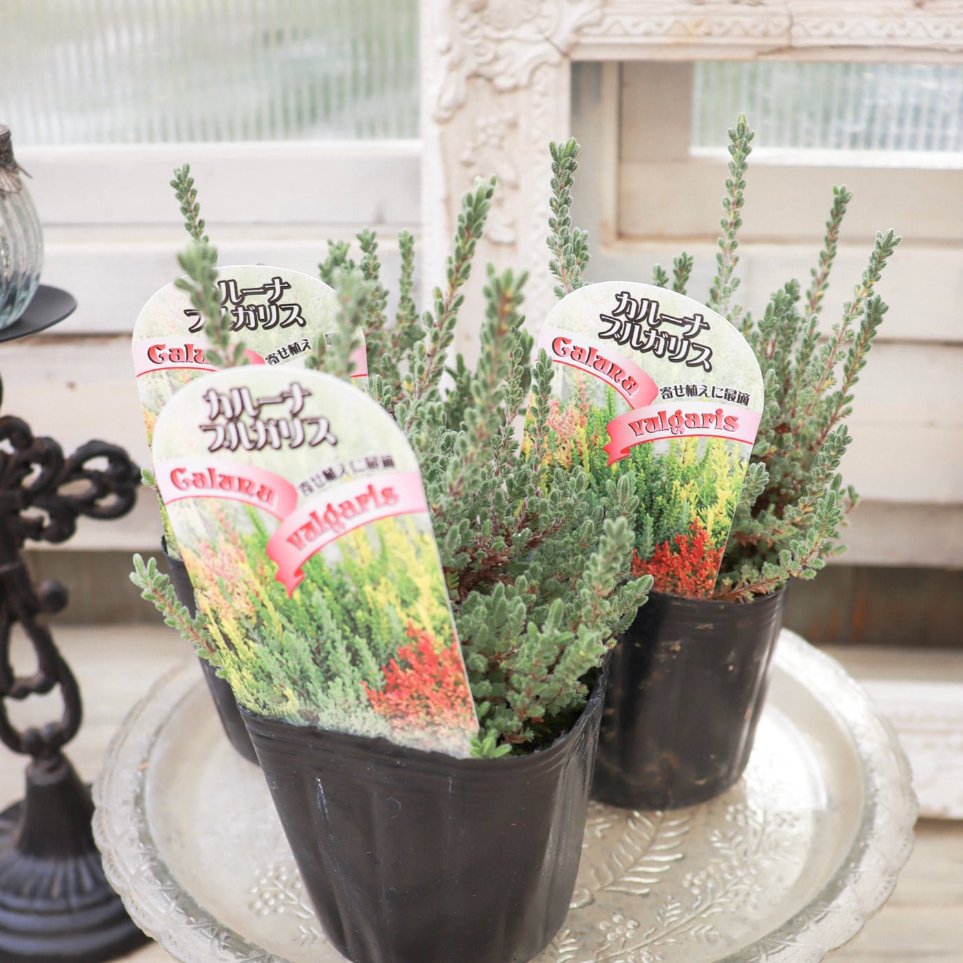 MEZCALERO seeds Agave OTEROI(2025年1月中旬撮影) | Pay ID