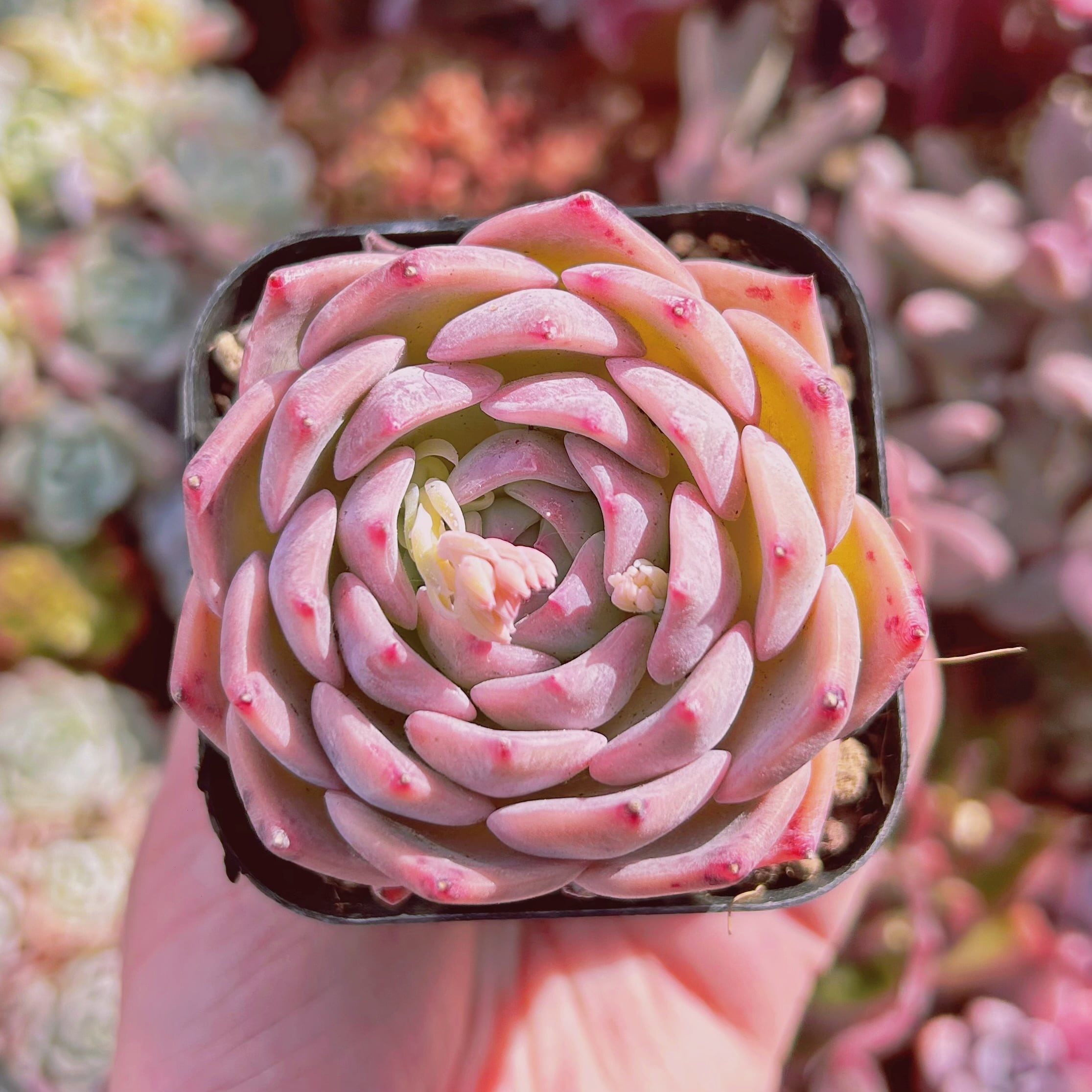 #828現物　多肉植物　チワワエンシスxシルエット