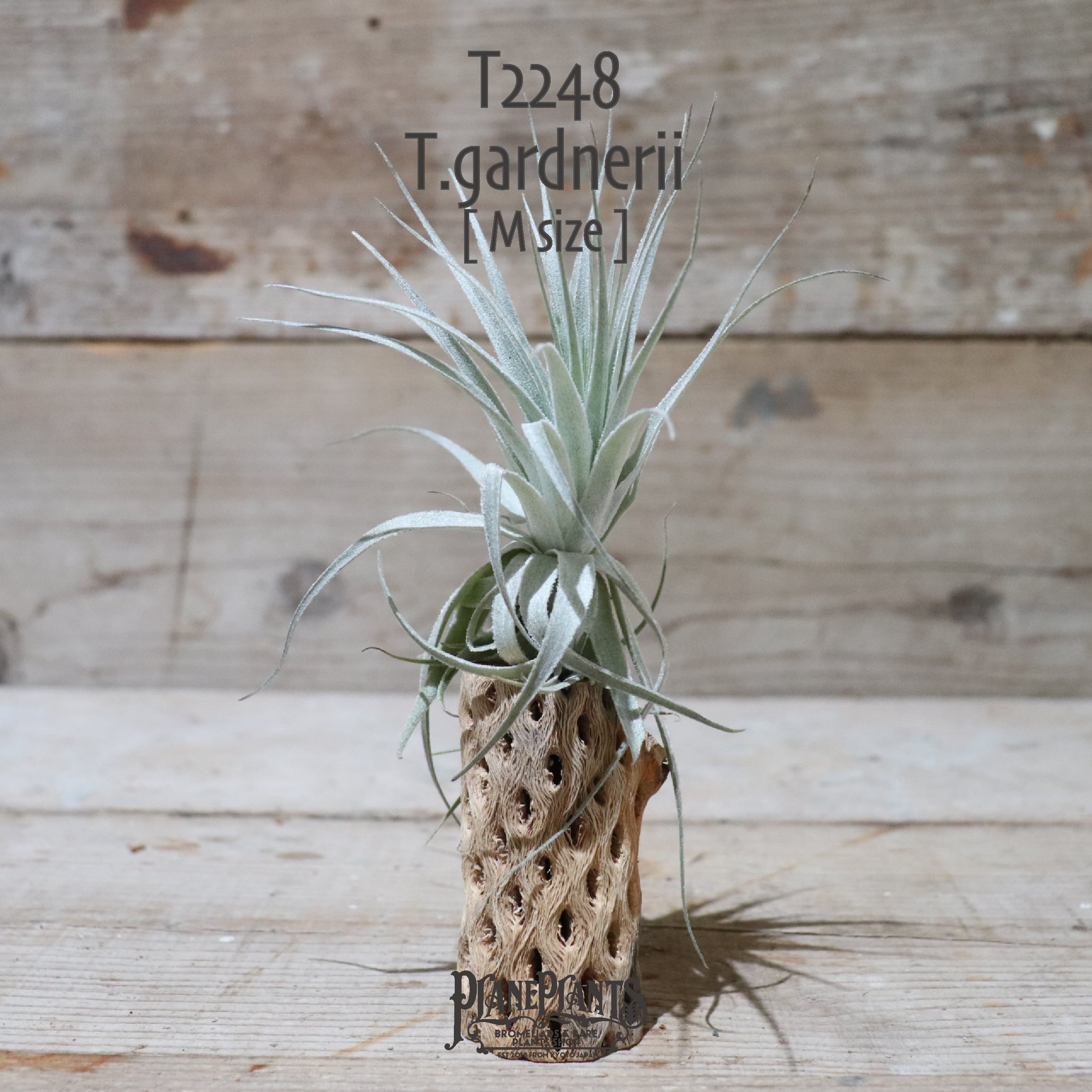 送料無料】ガルドネリ〔エアプランツ〕現品発送T2248 | plane plants