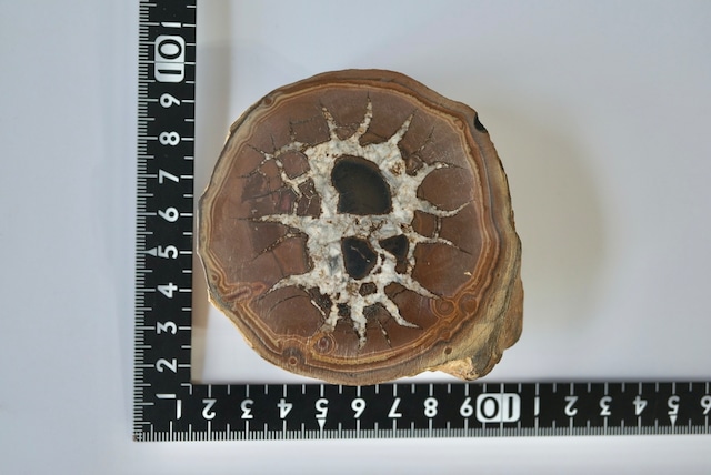 セプタリアン Septarian 1344