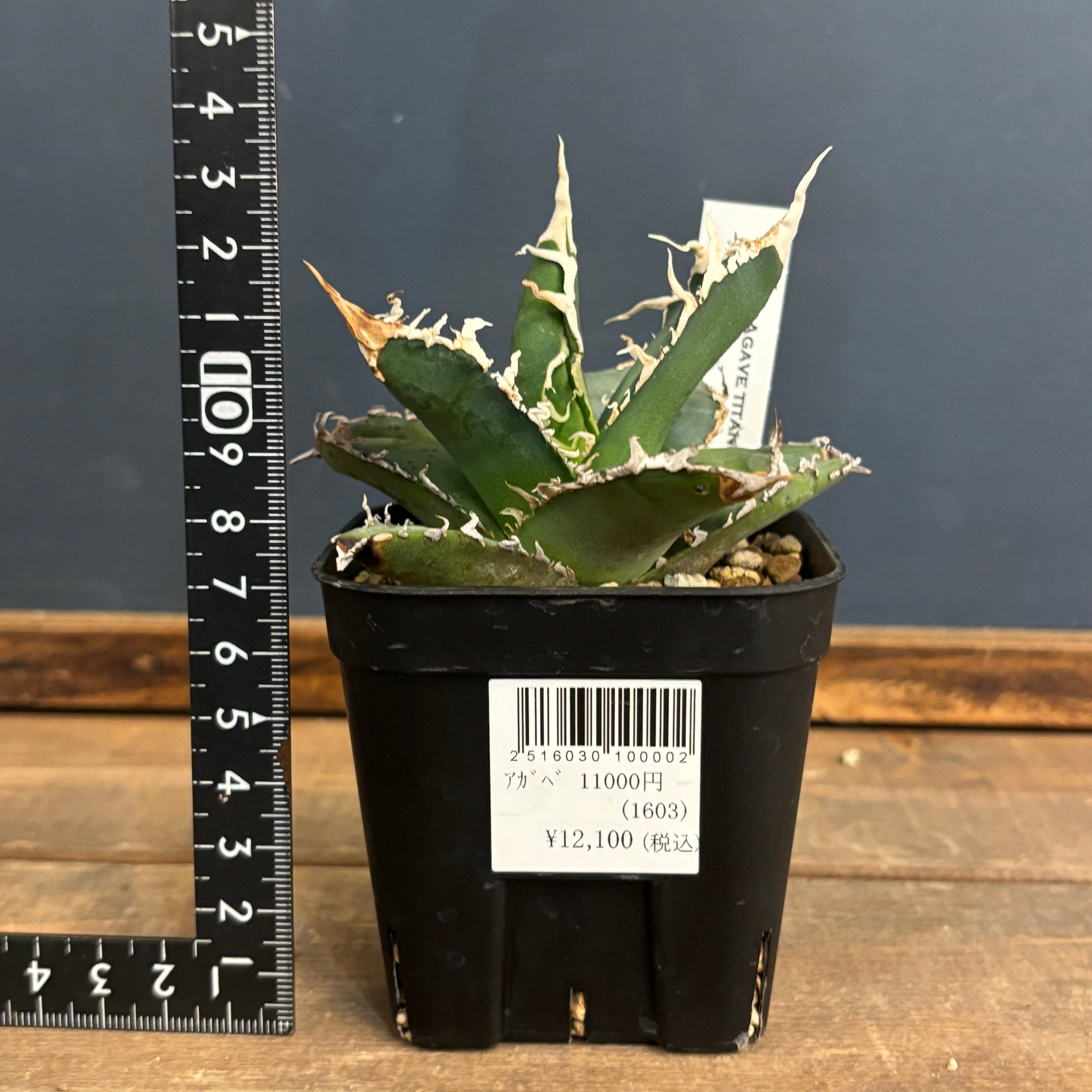 アガベ チタノタ ゴジラ アガベ チタノタ 台湾ゴジラ / TG-01 | アガベ専門店 モンスター