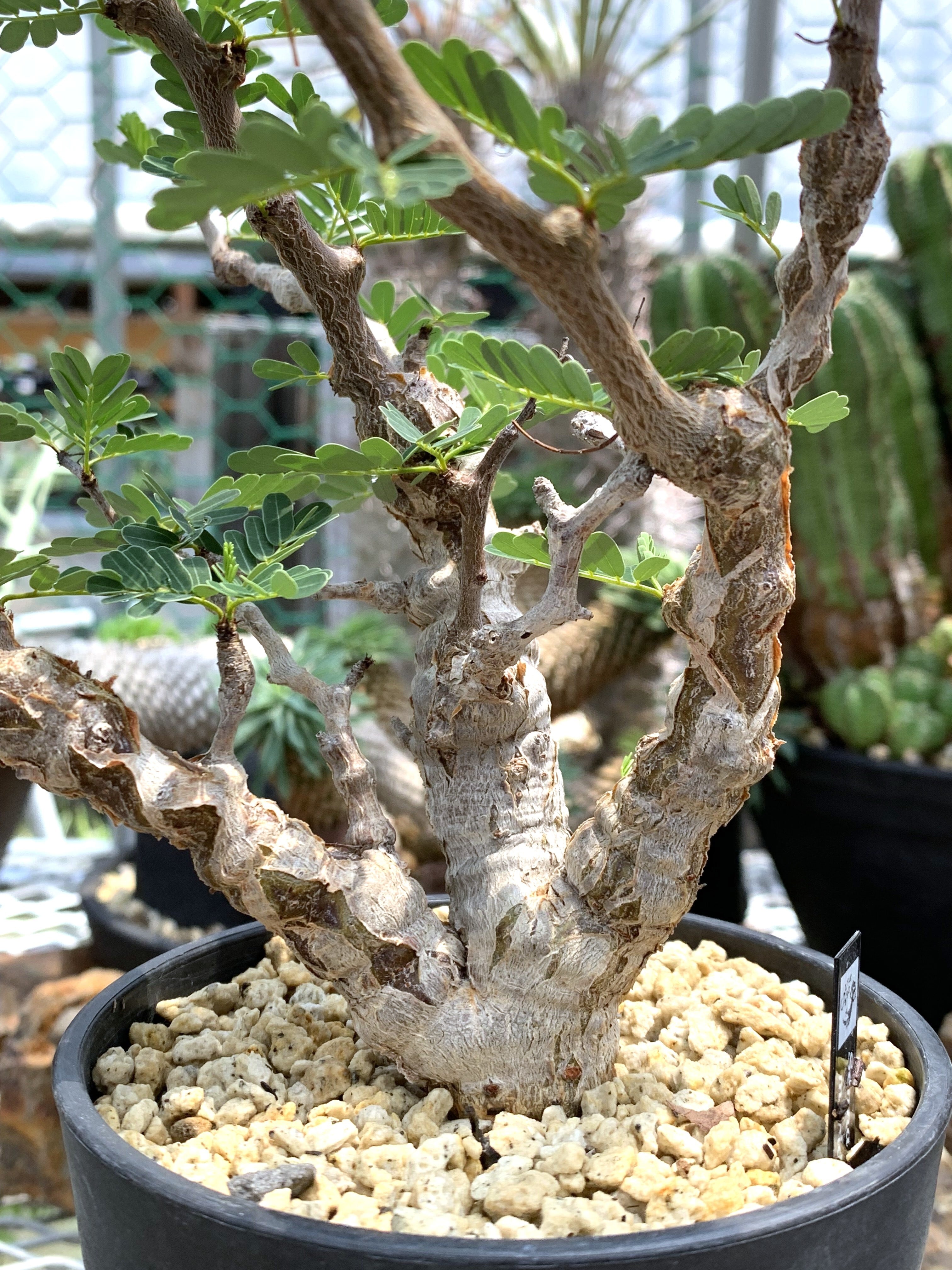 センナ メリディオナリス 29【送料着払い】 | CACTUS330