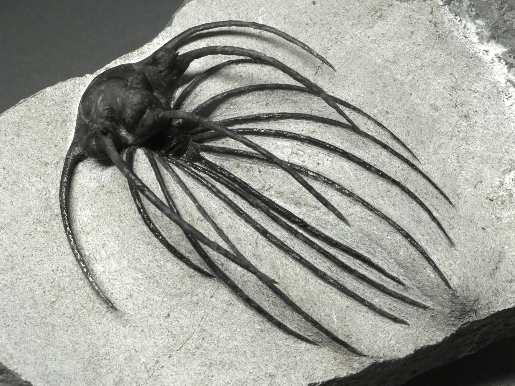 Trilobites / 三葉虫 | 化石・隕石・鉱物の販売 JURASSIC