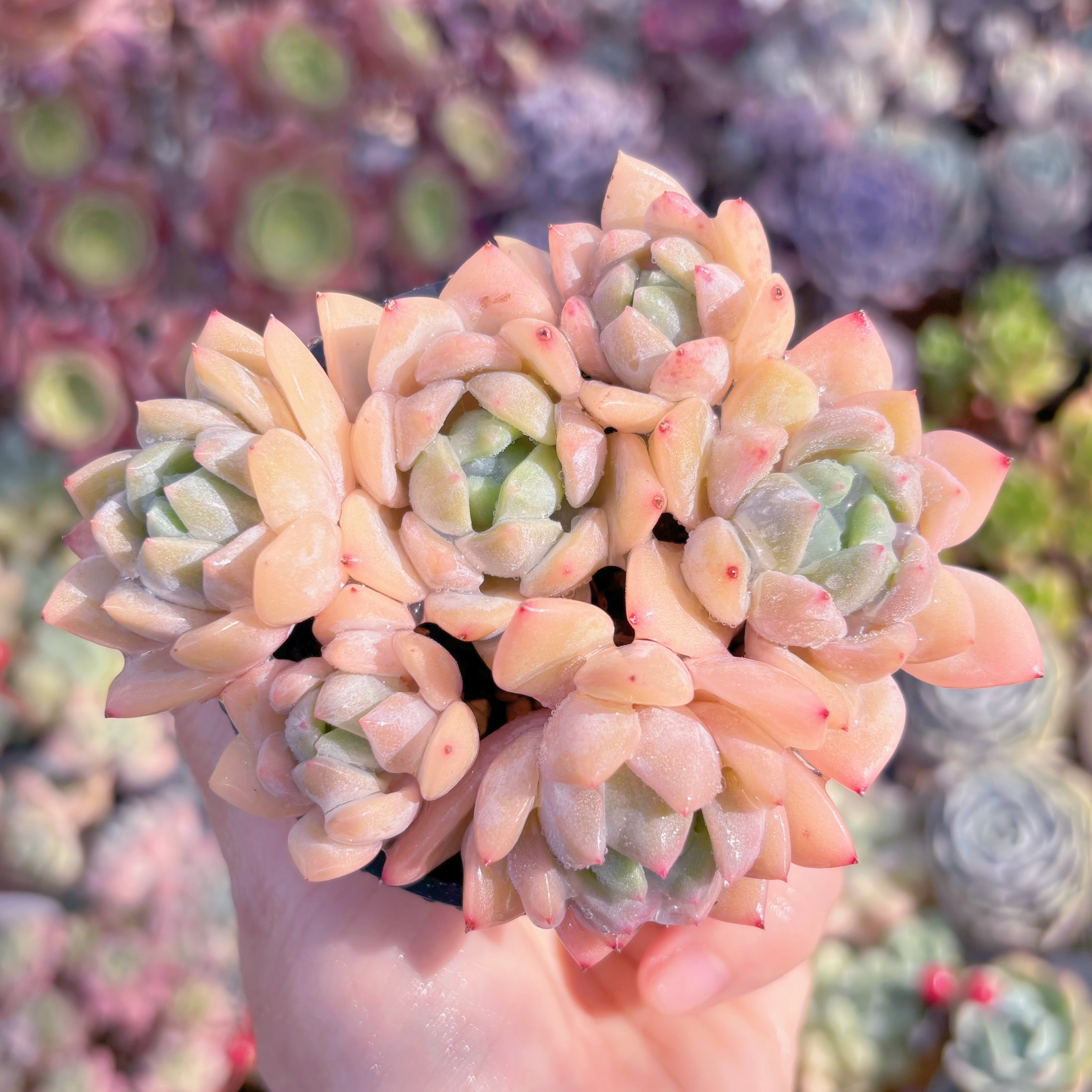 現物　夢の雪#F058　るる農園