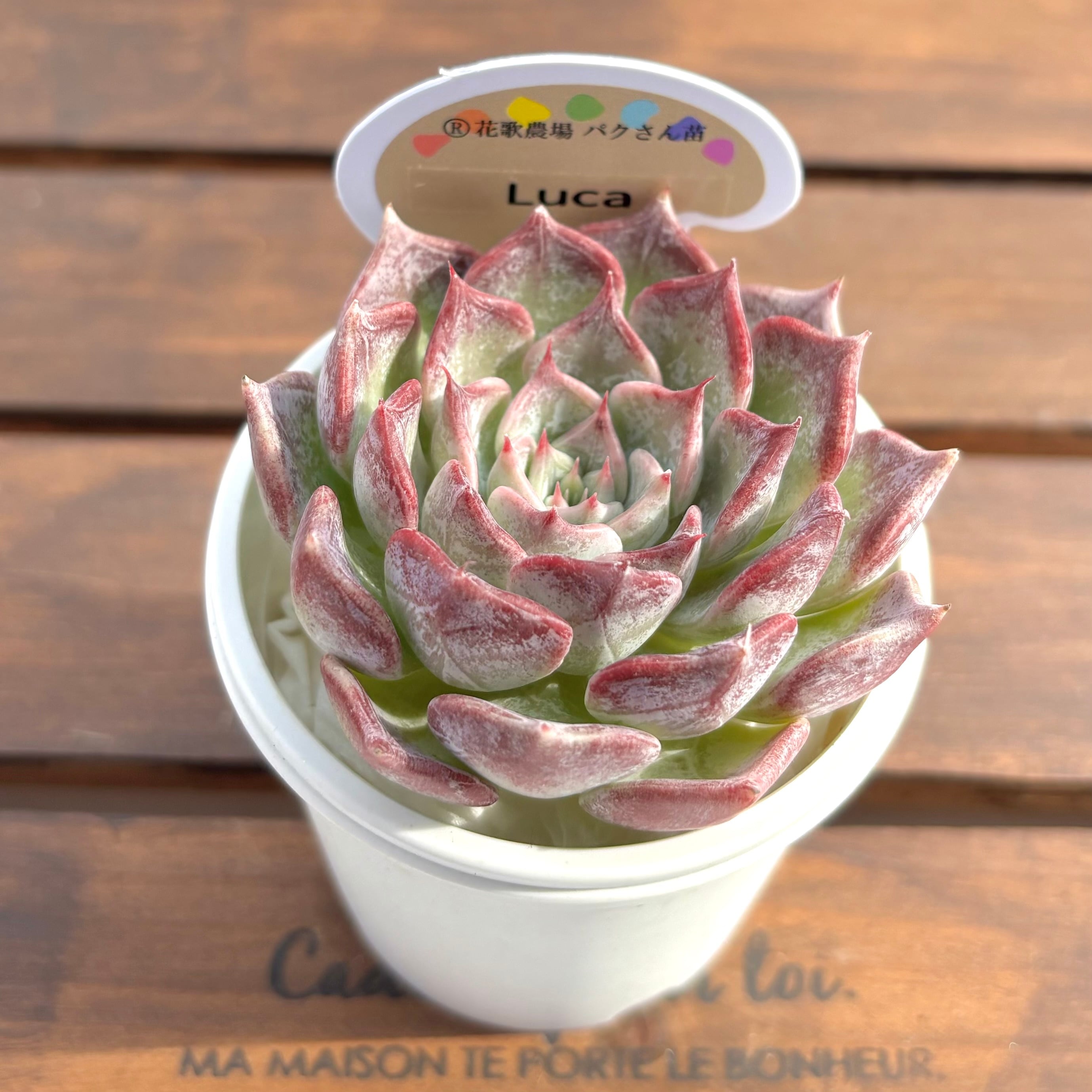 ようせいのしっぽ