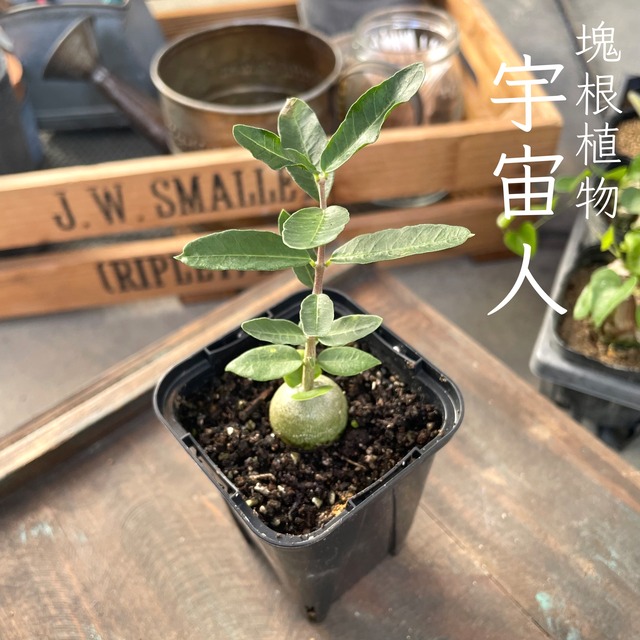 ※再入荷※【火星人 1】フォッケアエデュリス　人気　塊根植物