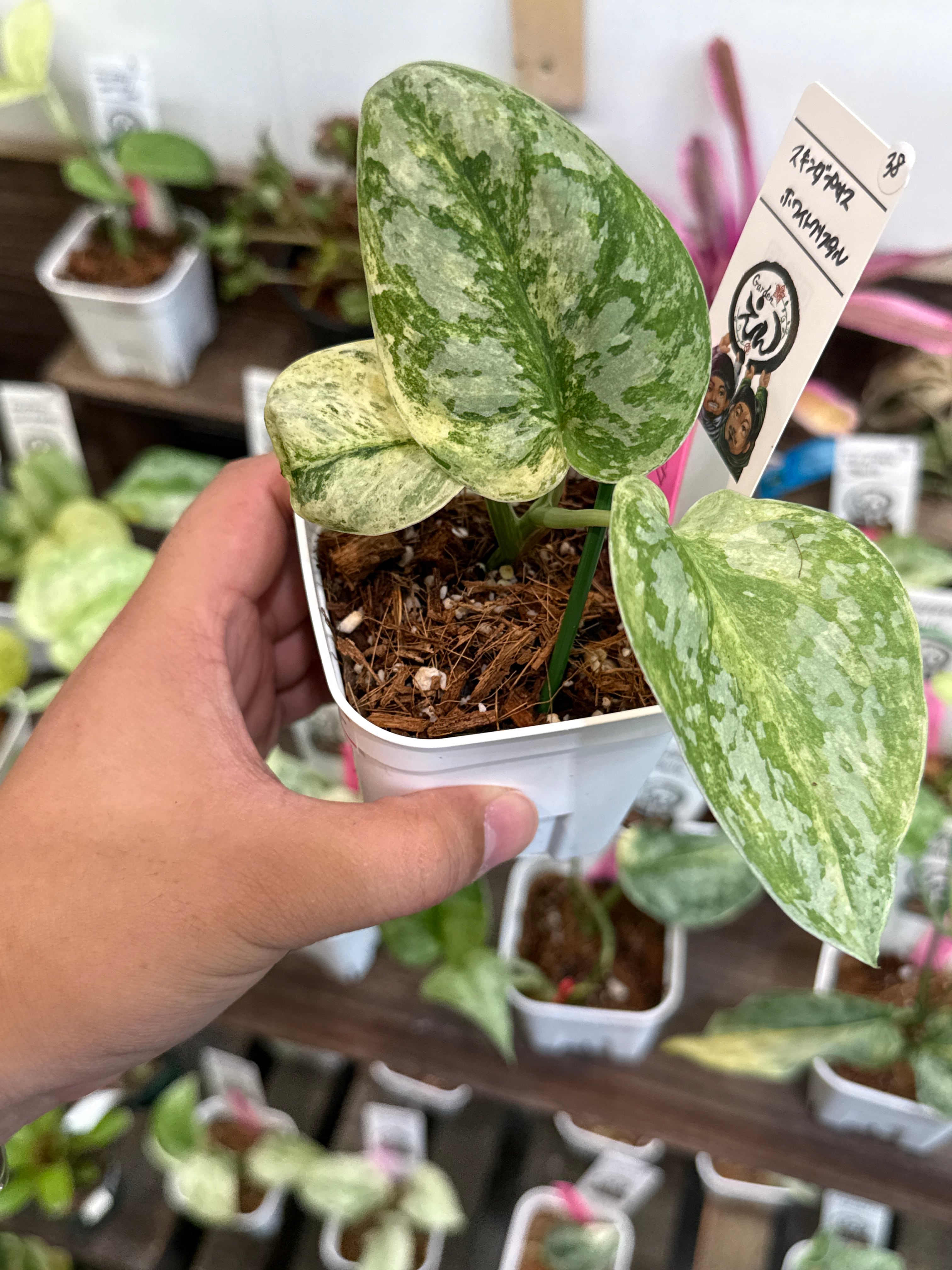 38. スキンダプサス ホワイトクリスタル | Gardenえん 【観葉熱帯植物】