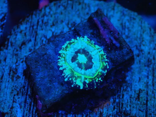 Scolymia Baby "UFO" 3