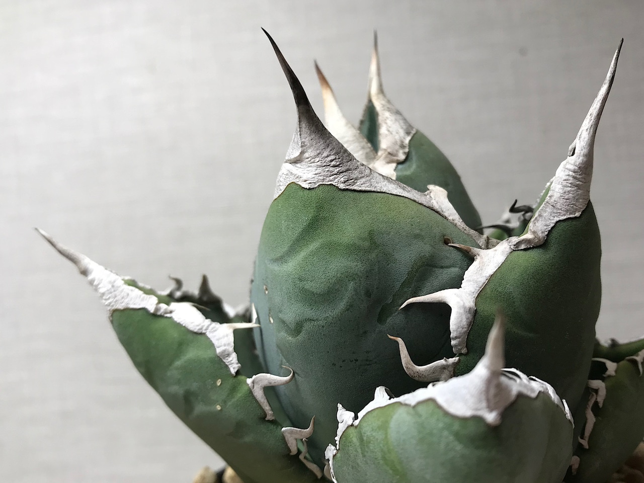 アガベ チタノタ 南アフリカダイヤモンド