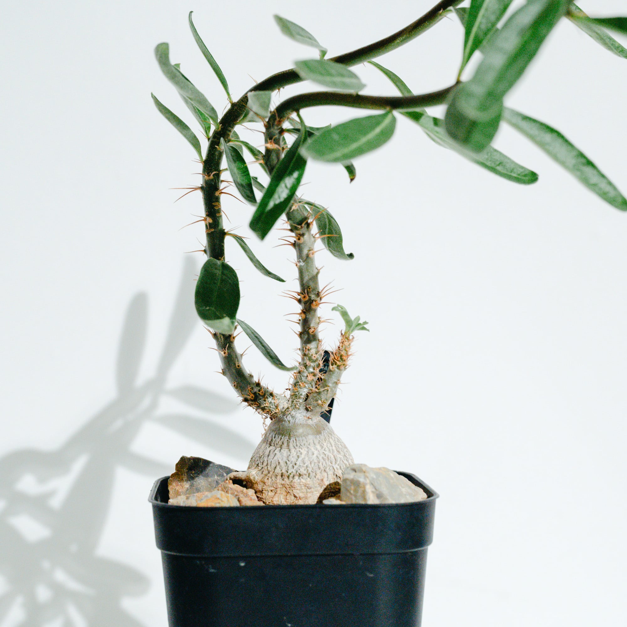 パキポディウム・サキュレンタム（Pachypodium succulentum）_実生株_