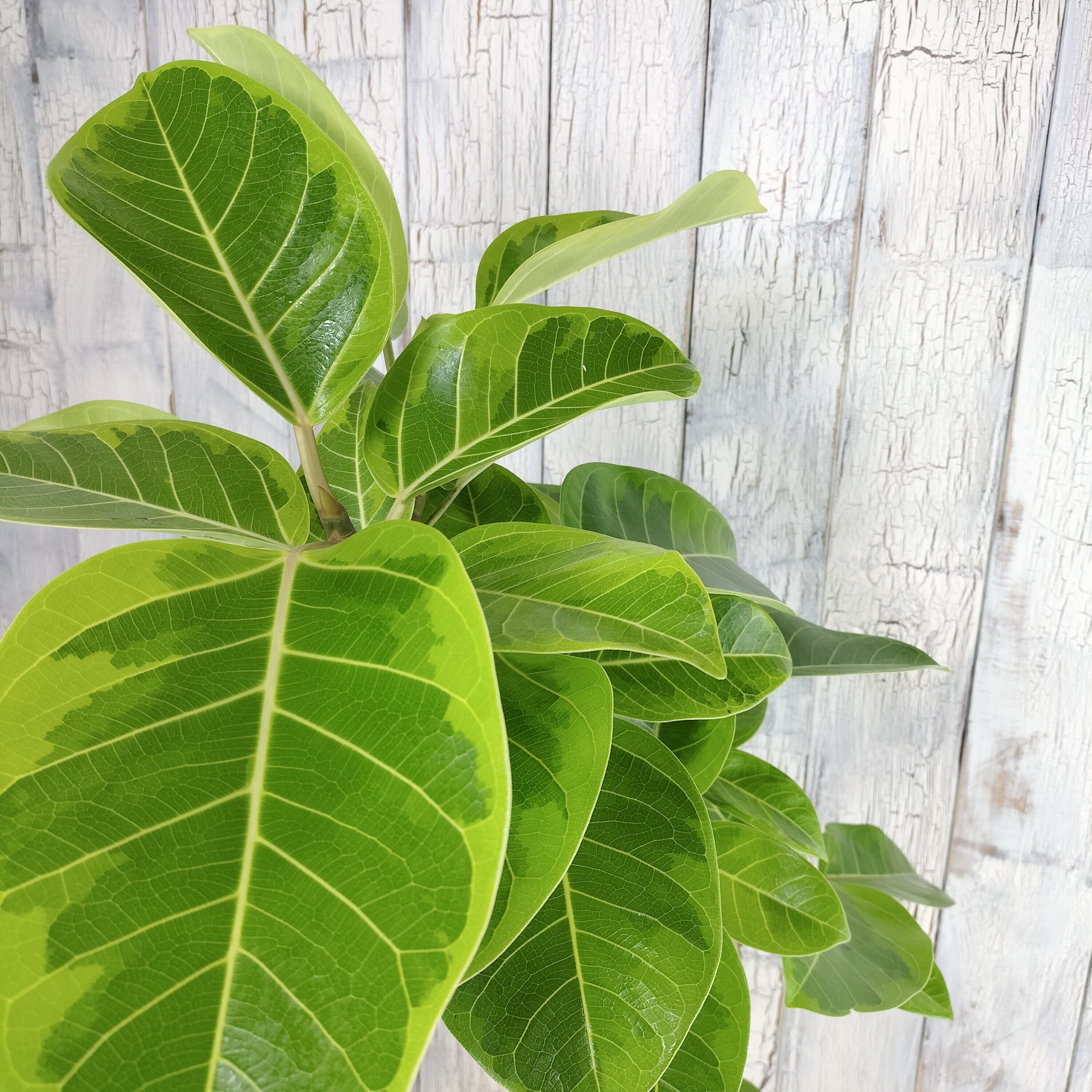 フィカス アルテシーマ 曲げ　観葉植物