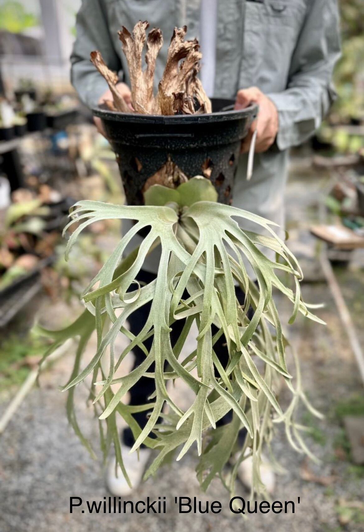 P.Coronarium ThinThin シンシン 美形大株ロング ビカクシダ a) P. coronarium 'Thin Thin' ビカクシダ コロナリウム シンシン（大