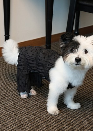 M.L/即納【noonoosoom】blossom puff all in one (Black)