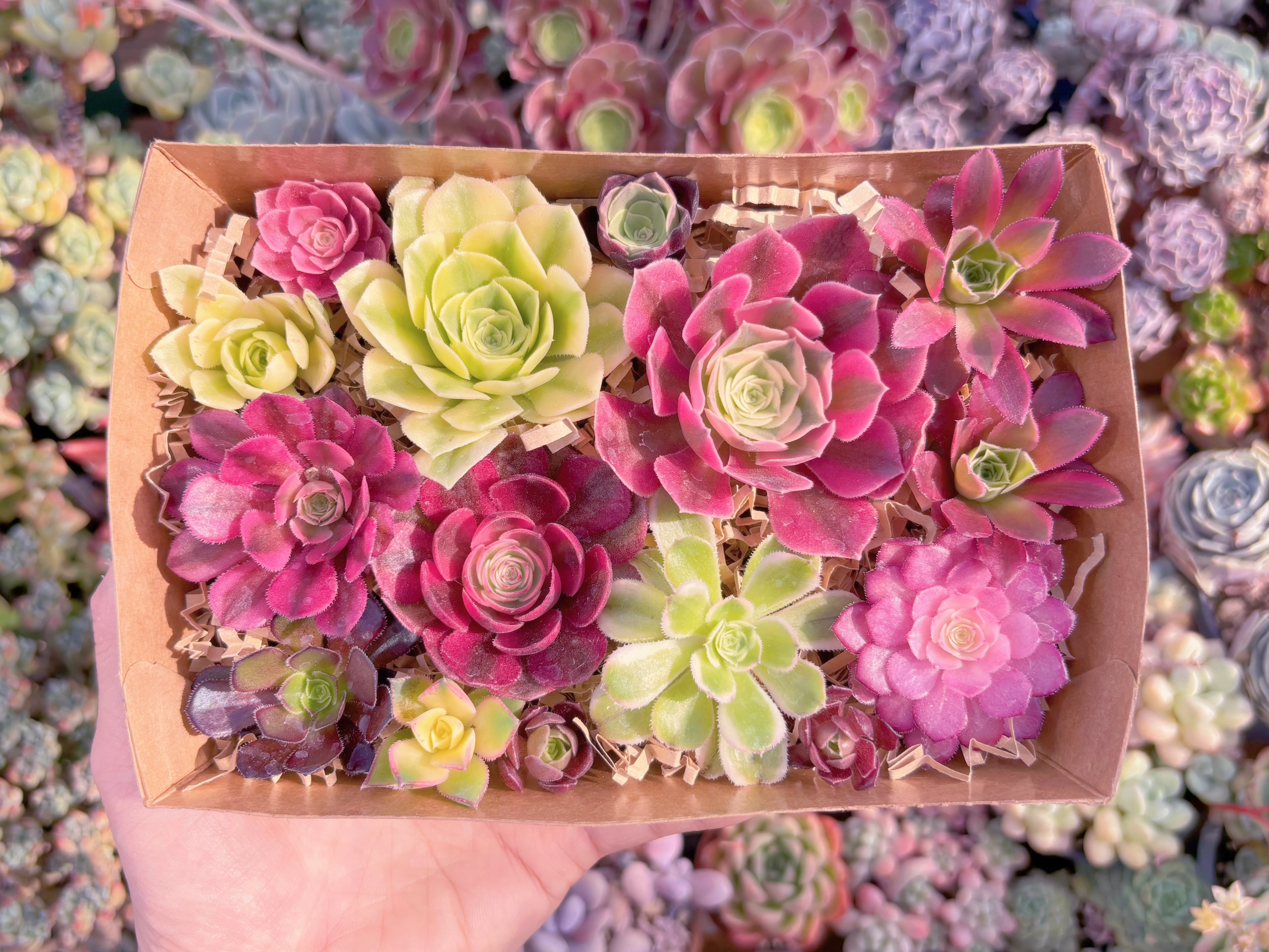 現品　寄せ植えセット#F217　17×4.5×11.5cm　るる農園