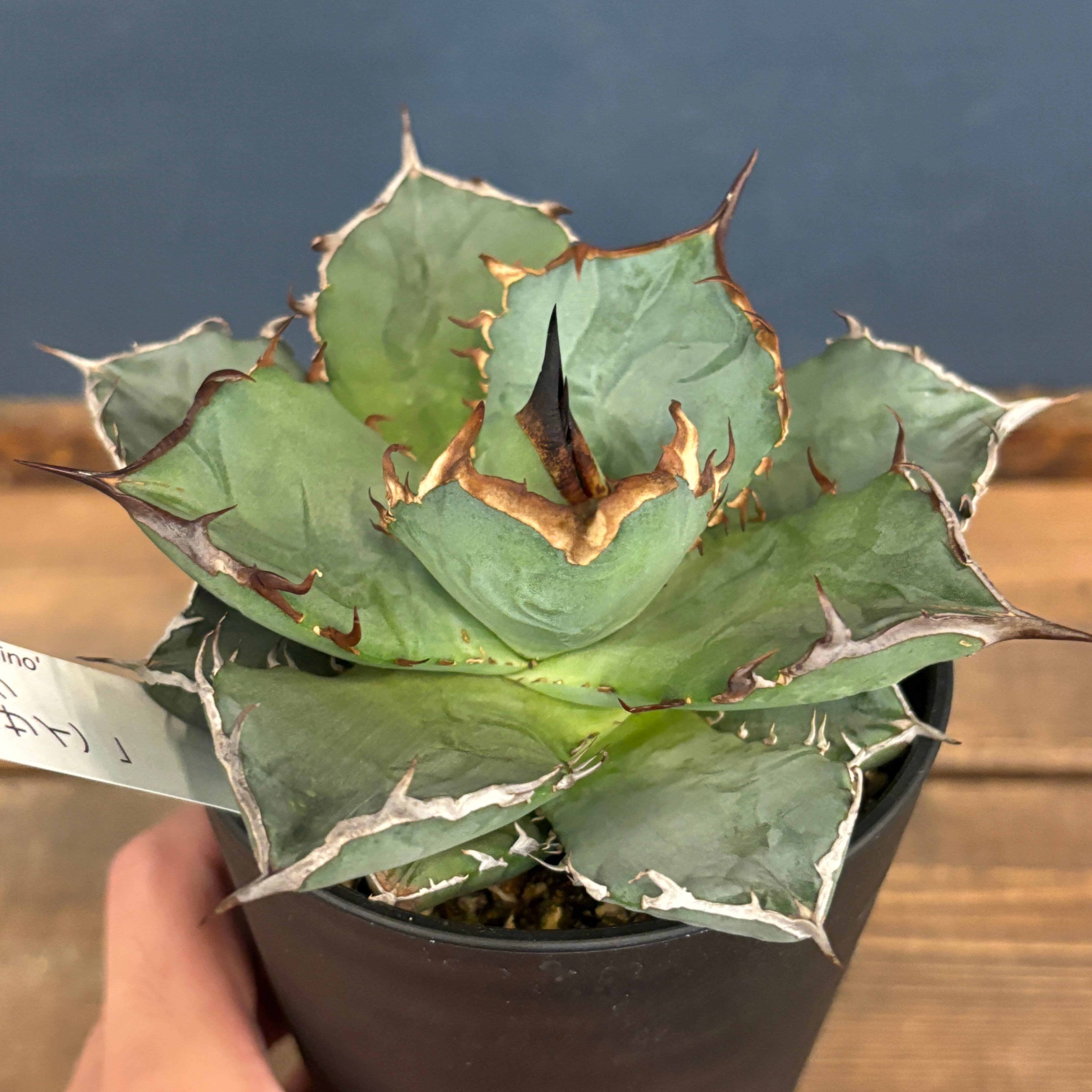 アガベ チタノタ 黒犀牛【626】 | PROTOLEAF プロトリーフ