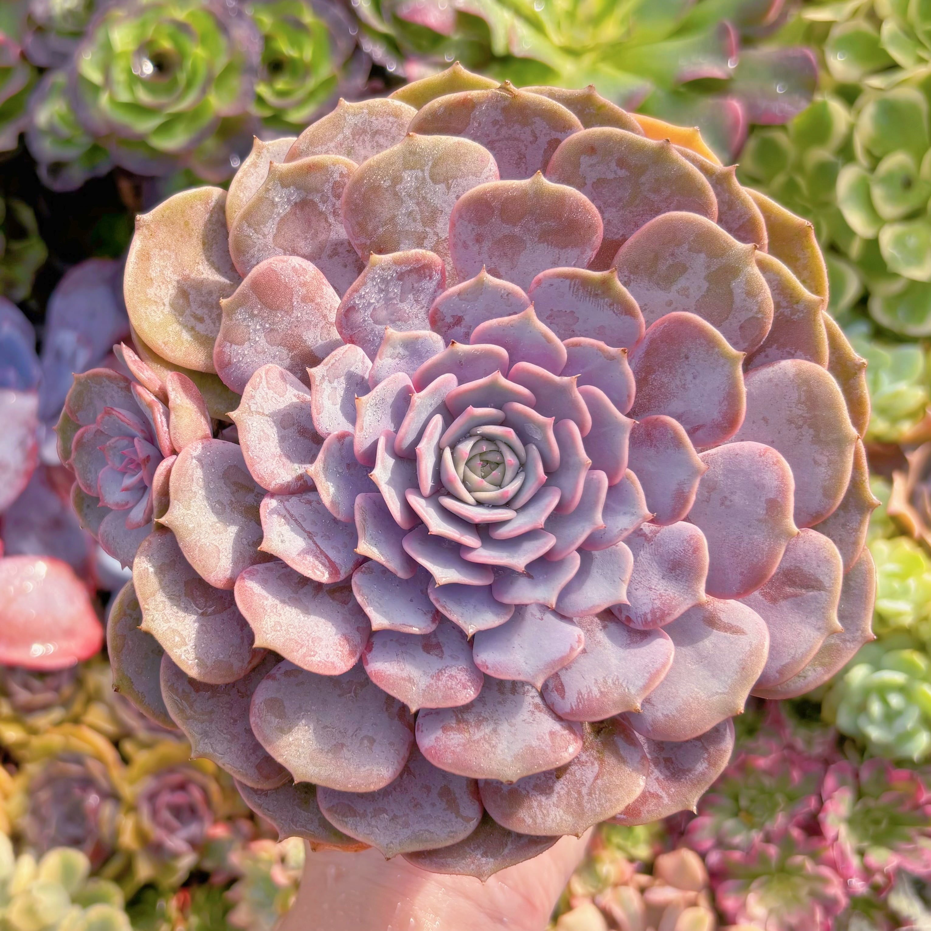 現品　ピンクローラ#F222　特大苗　るる農園