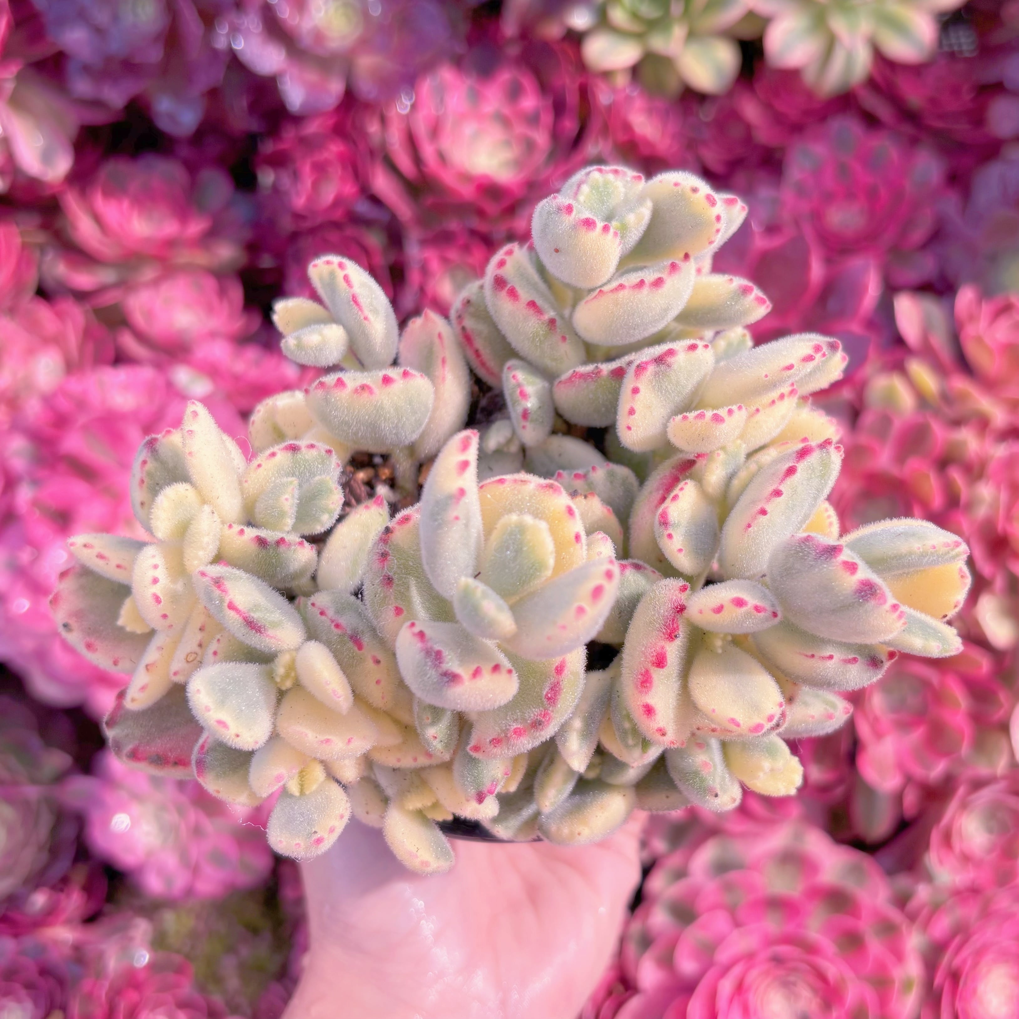 現品　白熊#K426　群生　新入荷　るる農園