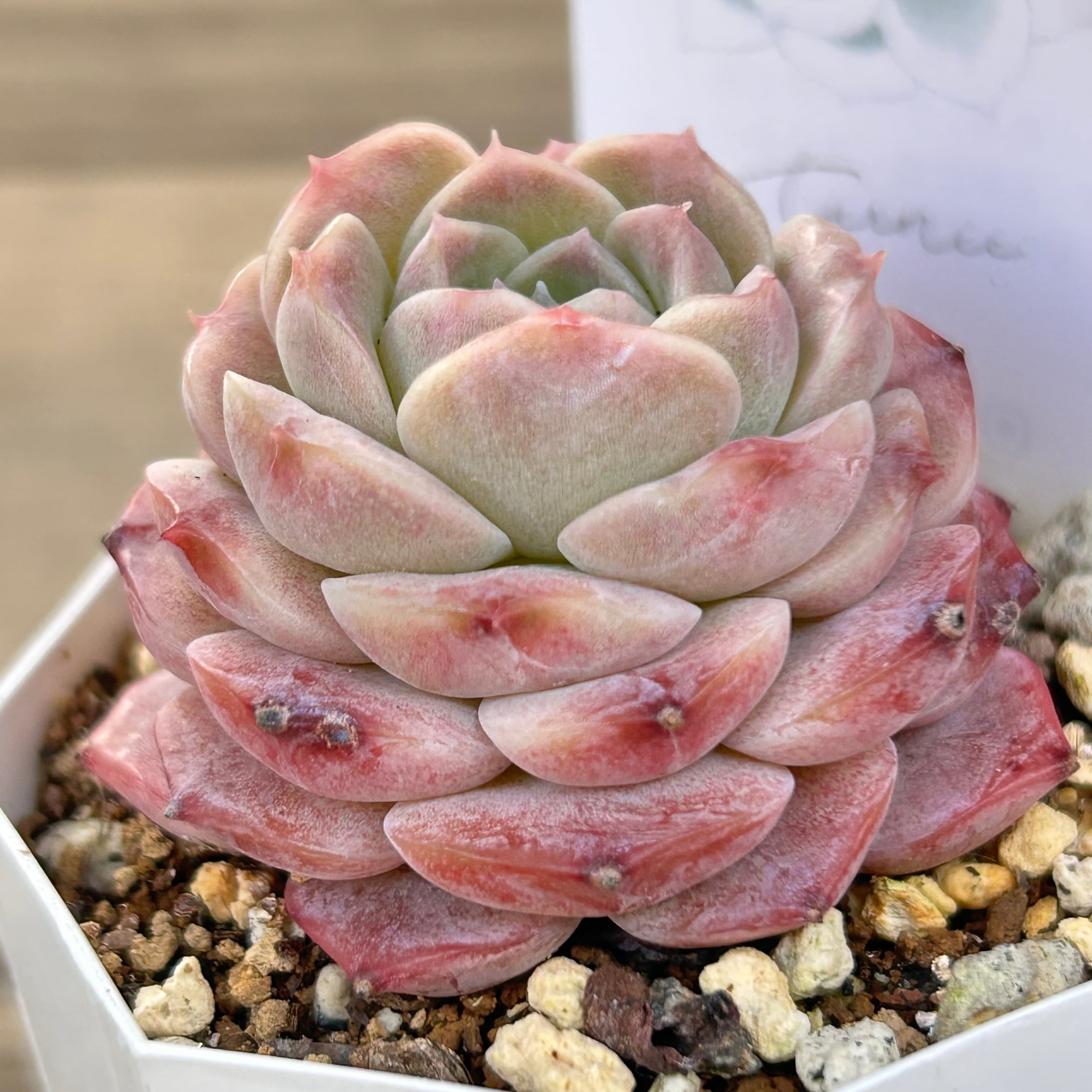 ピュアラブ | RuPo 多肉植物専門店