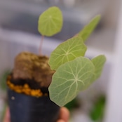 Stephania kaweesakii / ステファニア カウィーサキー㊴/ 観葉植物