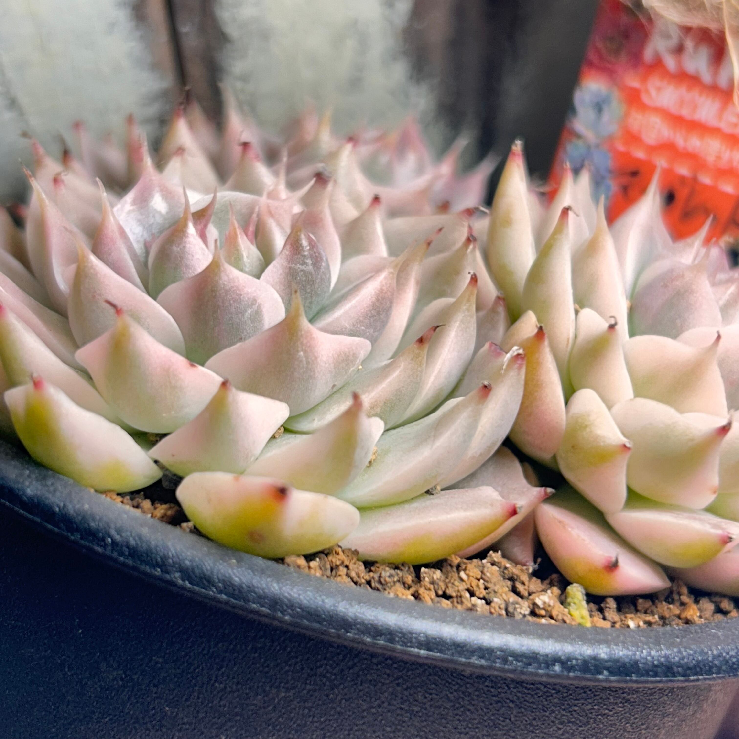 マーガレットレッピン錦 | RuPo 多肉植物専門店