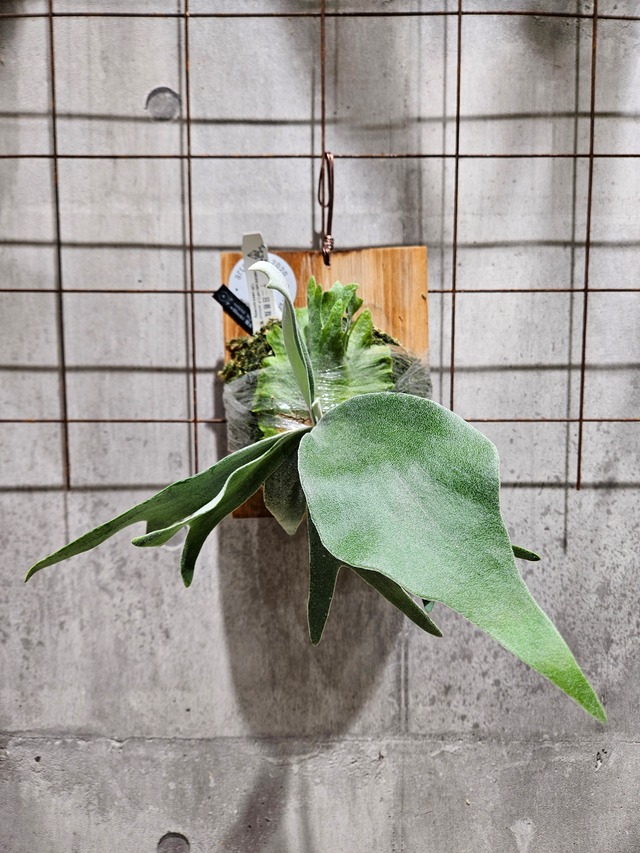 P. veitchii 'High finger', P. willinckii '魔髪' sporeling 【artPLANTs/PLANTS GARAGE】 ビカクシダ/Platycerium