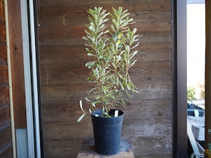 【現物】バンクシア　”オブロンギフォリア”　C