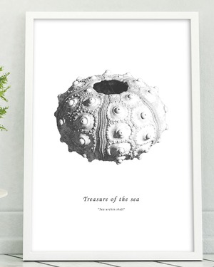 アートポスター / Sea urchin shell No.2　eb078