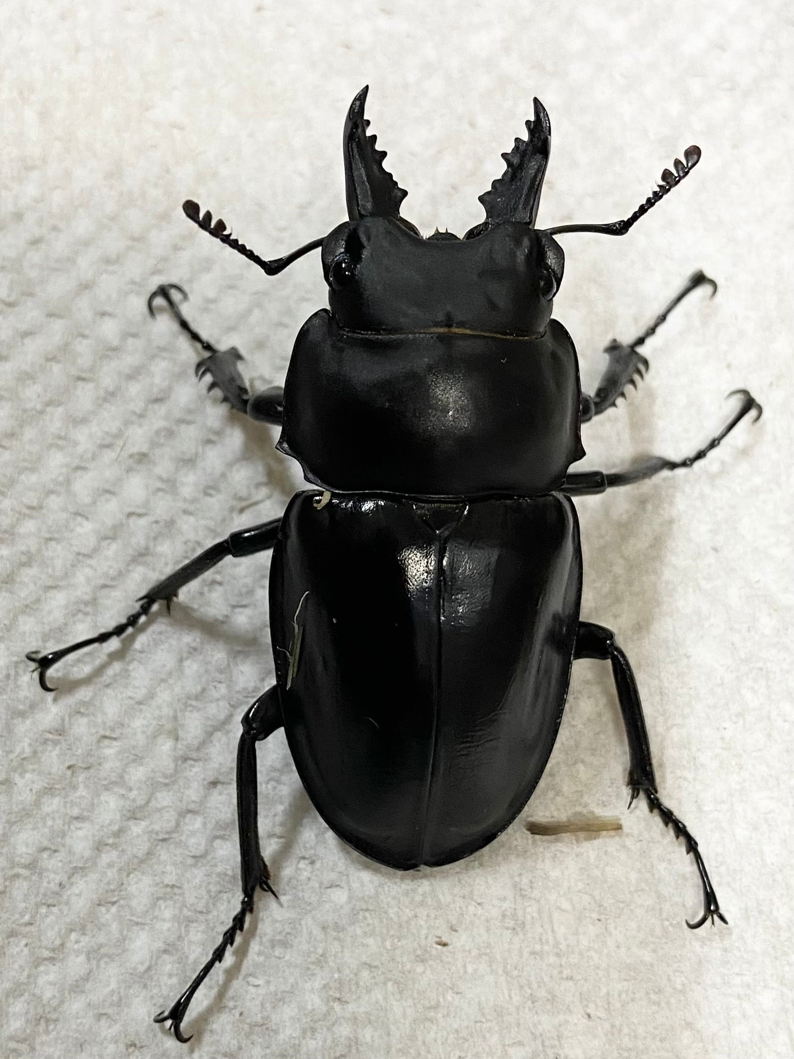 ペア】アマミマルバネクワガタ ♂54mm×♀46mm | Pay ID