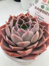 【現物商品】 ヒアリナ x シャビアナＰＧ