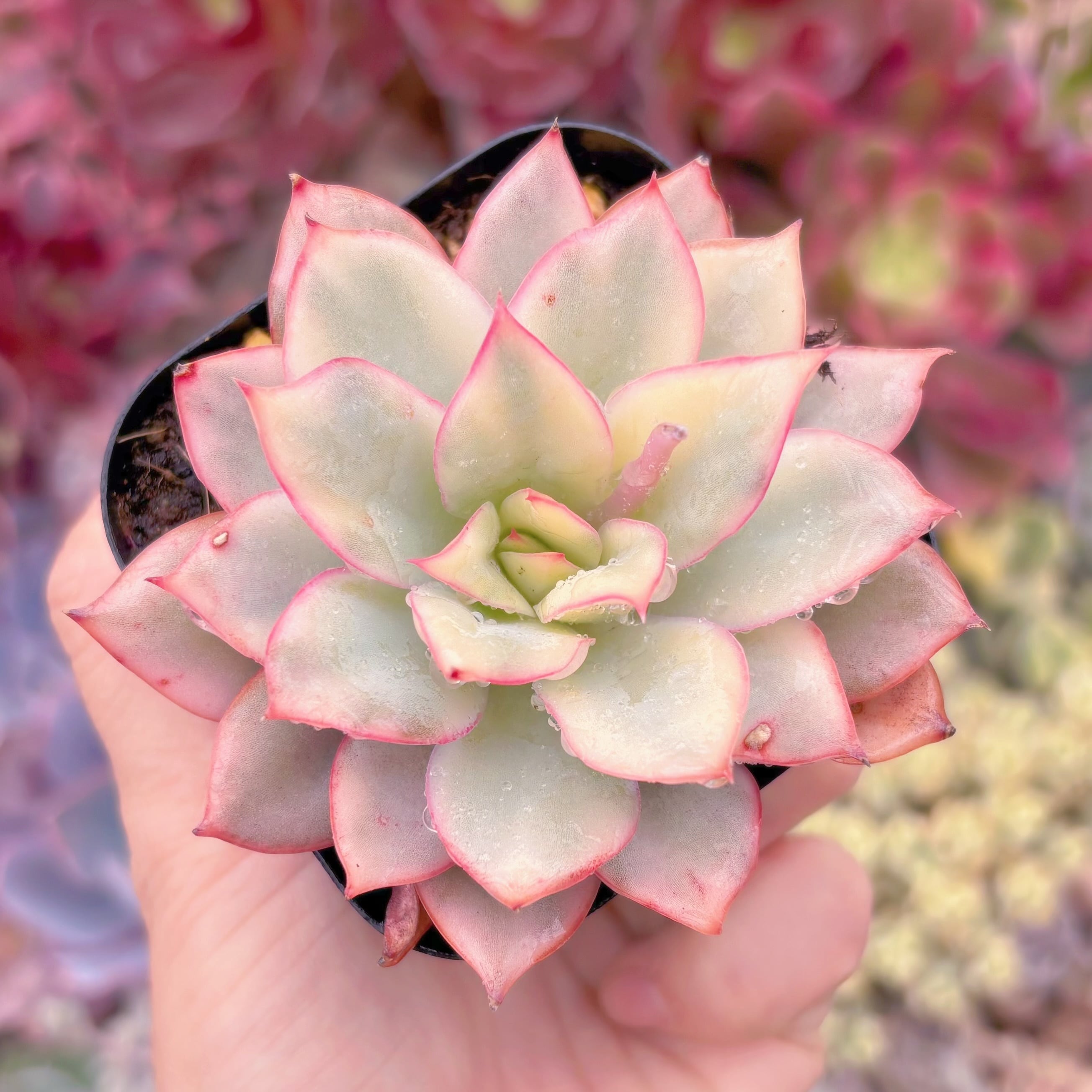 現品　月光女神錦#017　るる農園