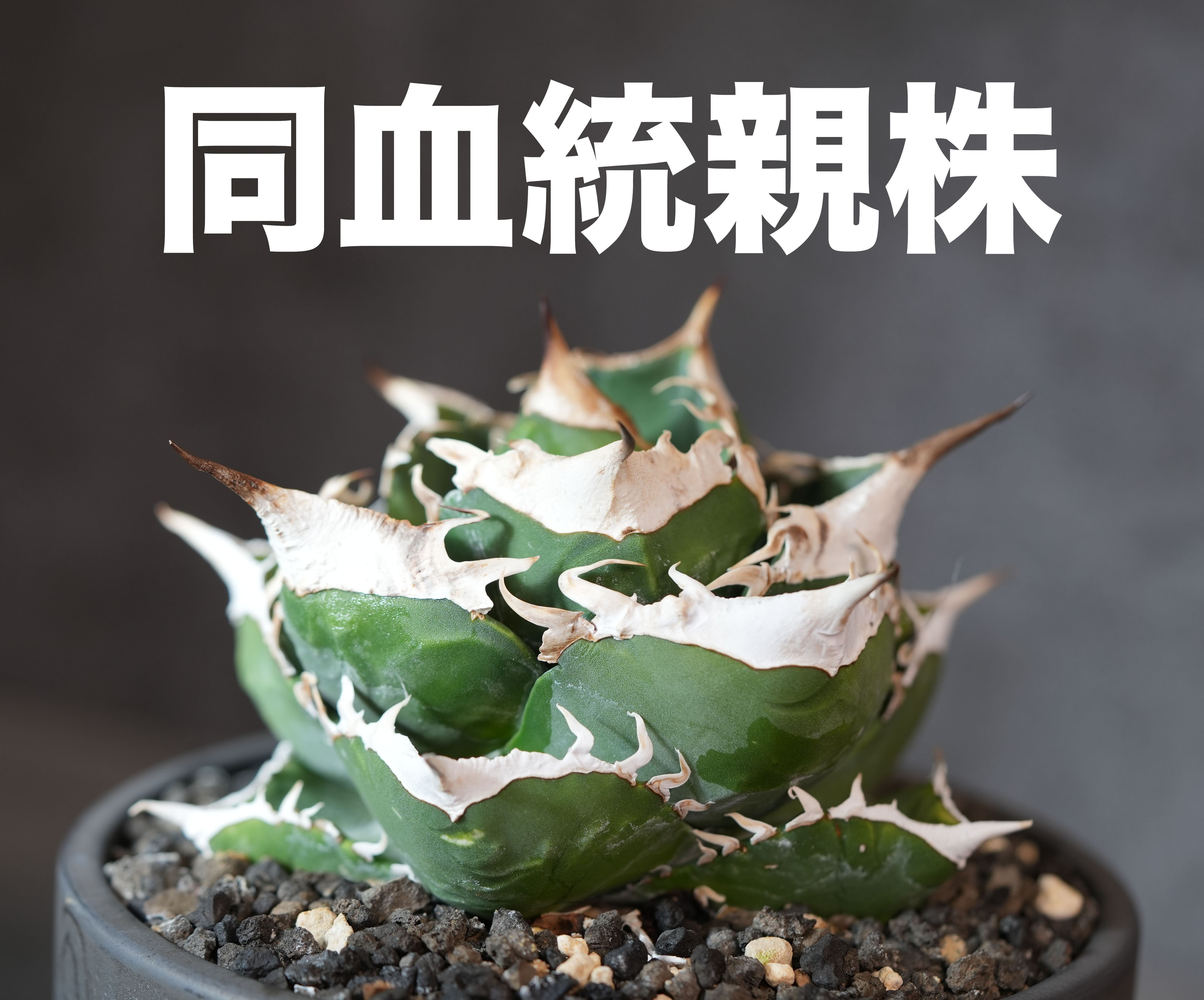 アガベ シーザー（Caesar）良型大株（5号鉢） アガベ チタノタ