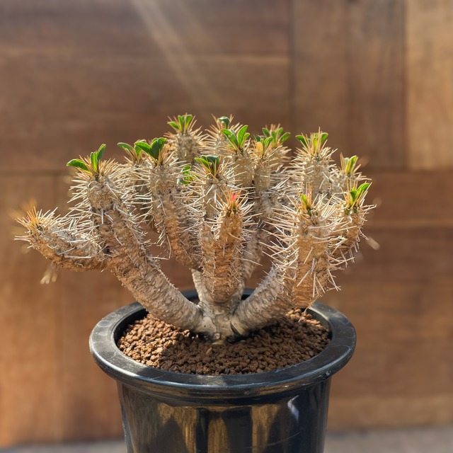 Euphorbia guillauminiana【ユーフォルビア・ギラウミニアナ】