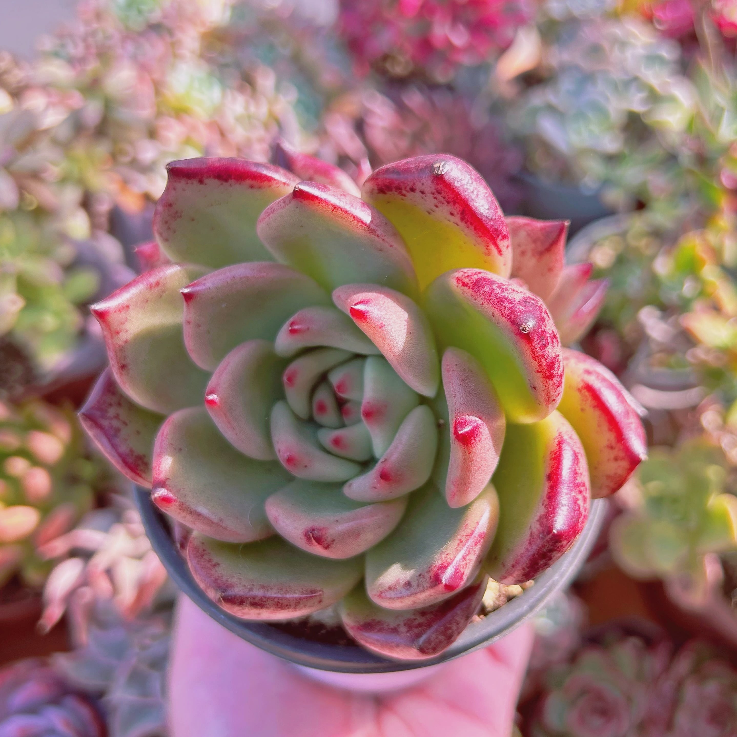 多肉植物 マッコス 大きめ カット苗　5個　エケベリア 多肉植物 マッコス 大きめ カット苗 5個 エケベリア - メルカリ