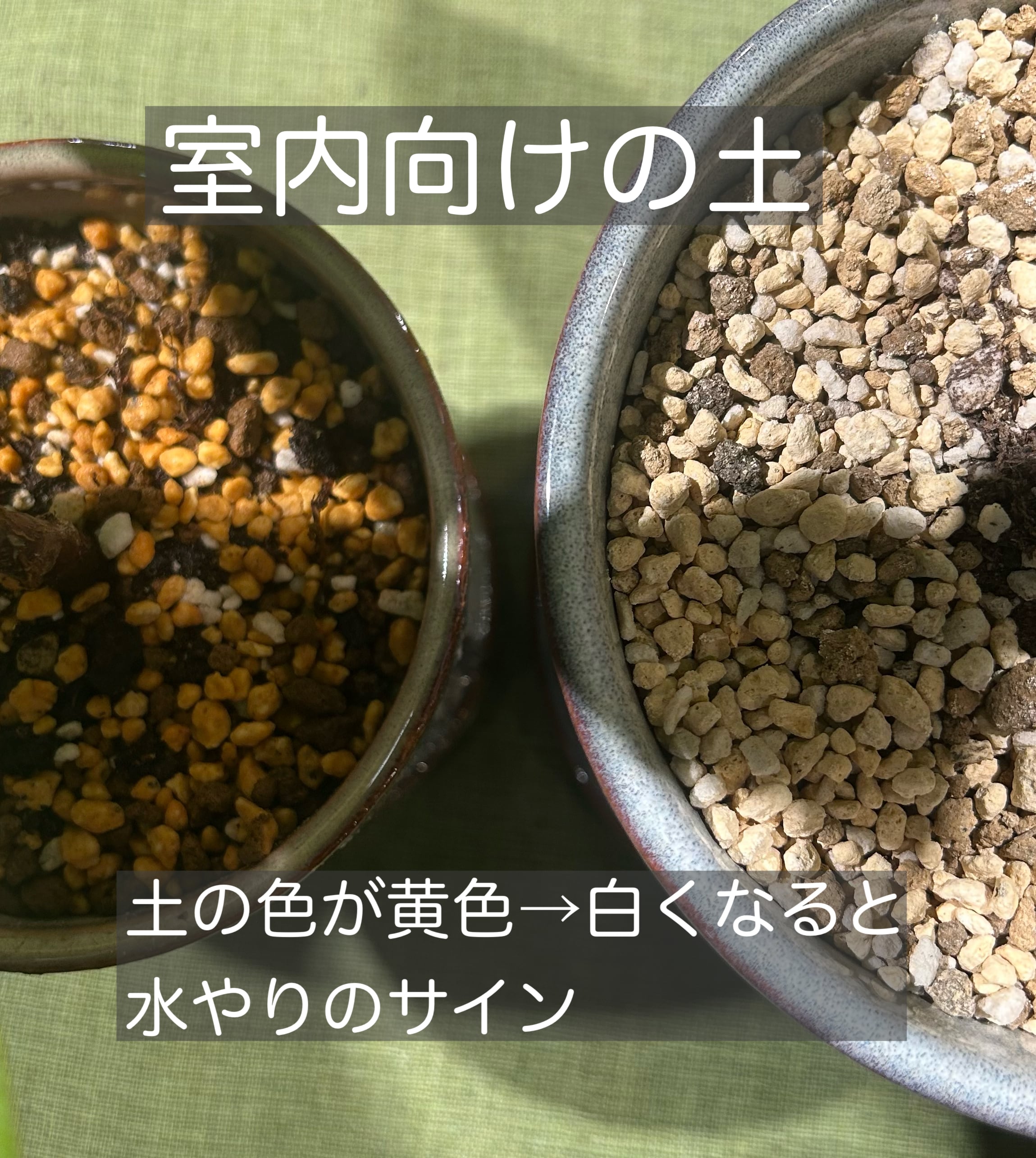 サンスベリア バキュラリス 鉢セット 室内向けの土 | 植物との暮らし