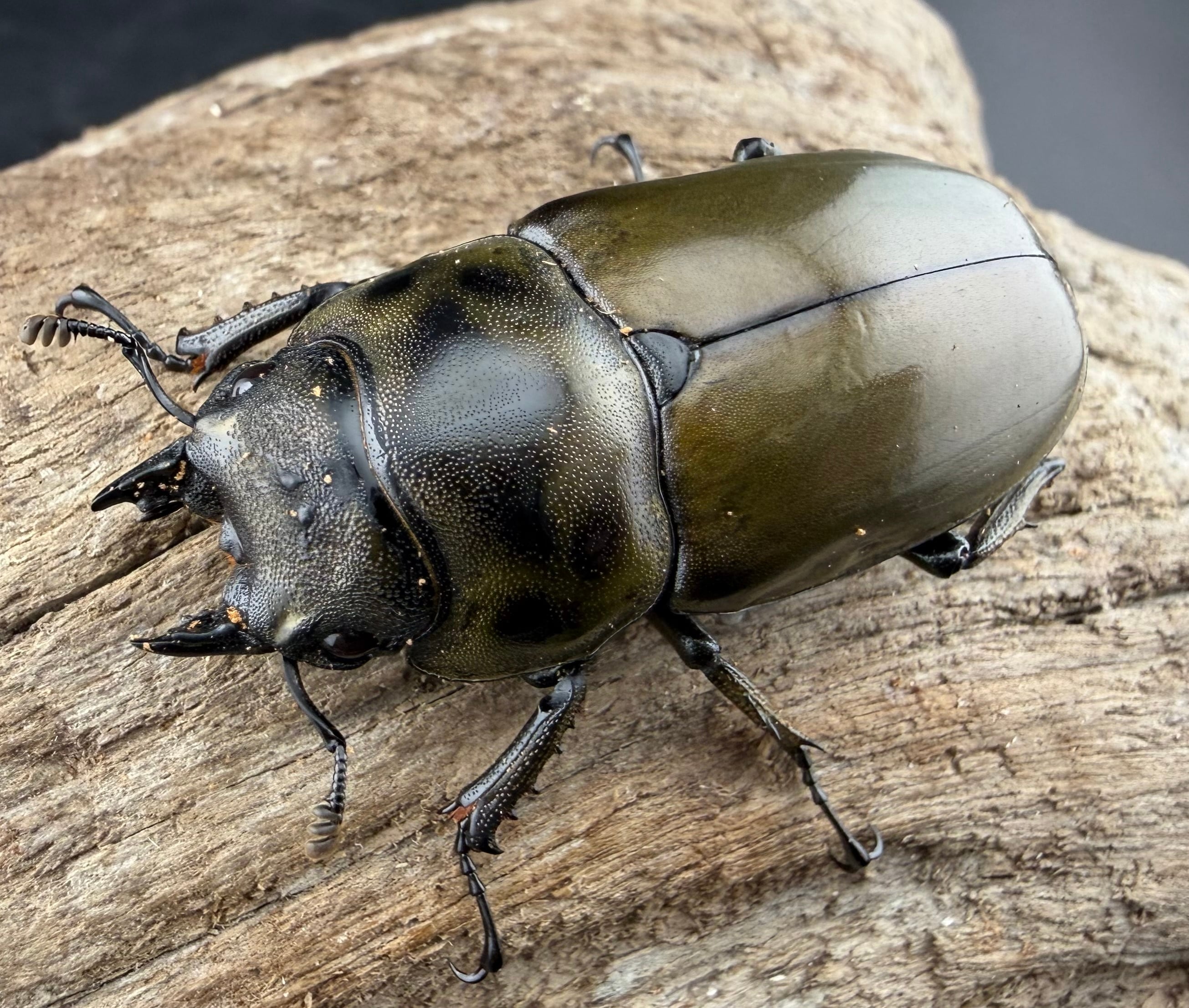 WD】《モセリオウゴンオニクワガタ 72.5mm ペア》 | KPW公式オンライン