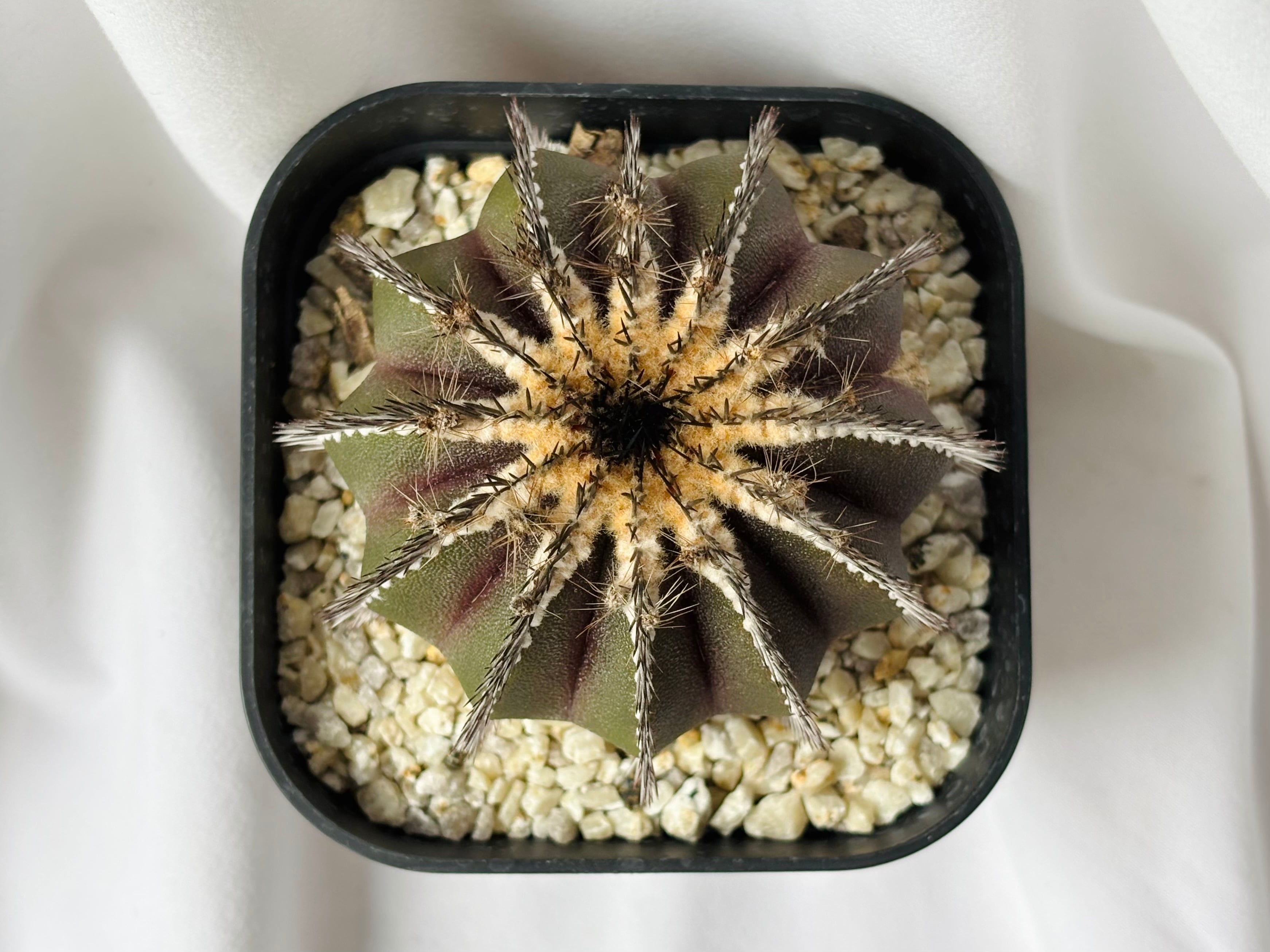 Uebelmmania pectinifera ユーベルマニア・ペクチニフェラ サボテン