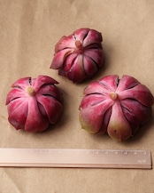 カット苗 紫姫 【単頭】 Echeveria 'Murasakihime'