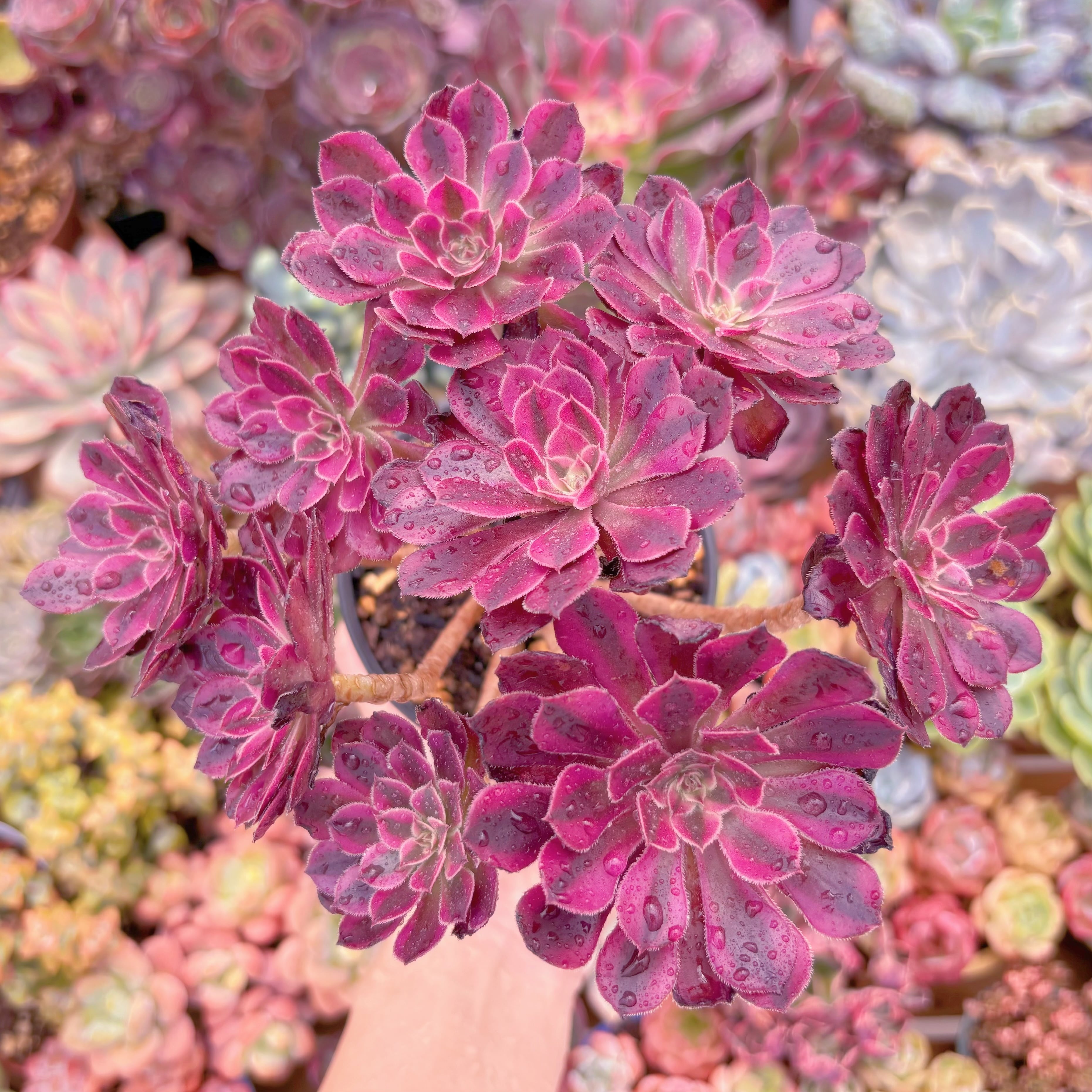 現品　ブラックチェリー#F240　大群生　るる農園