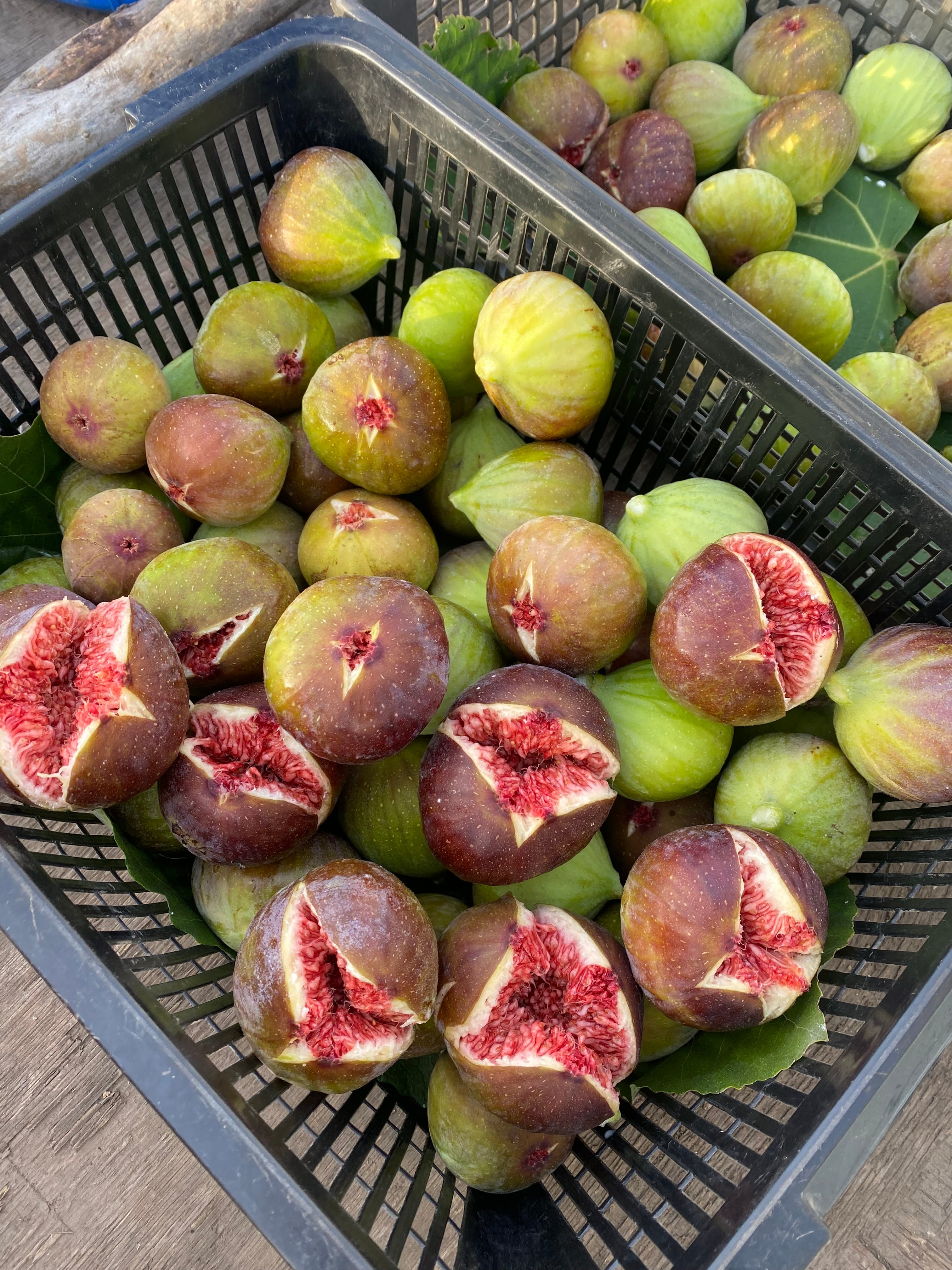 収穫し次第発送】青森産いちじく（蓬莱柿）1.5kg 送料別 | カシスと
