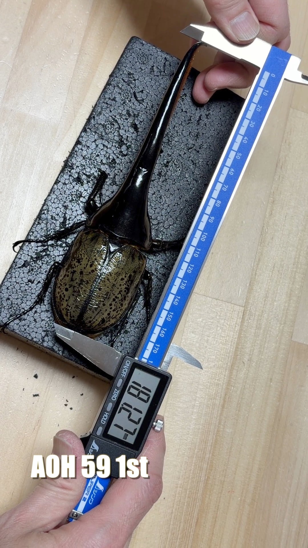 アートオブヘラクレス