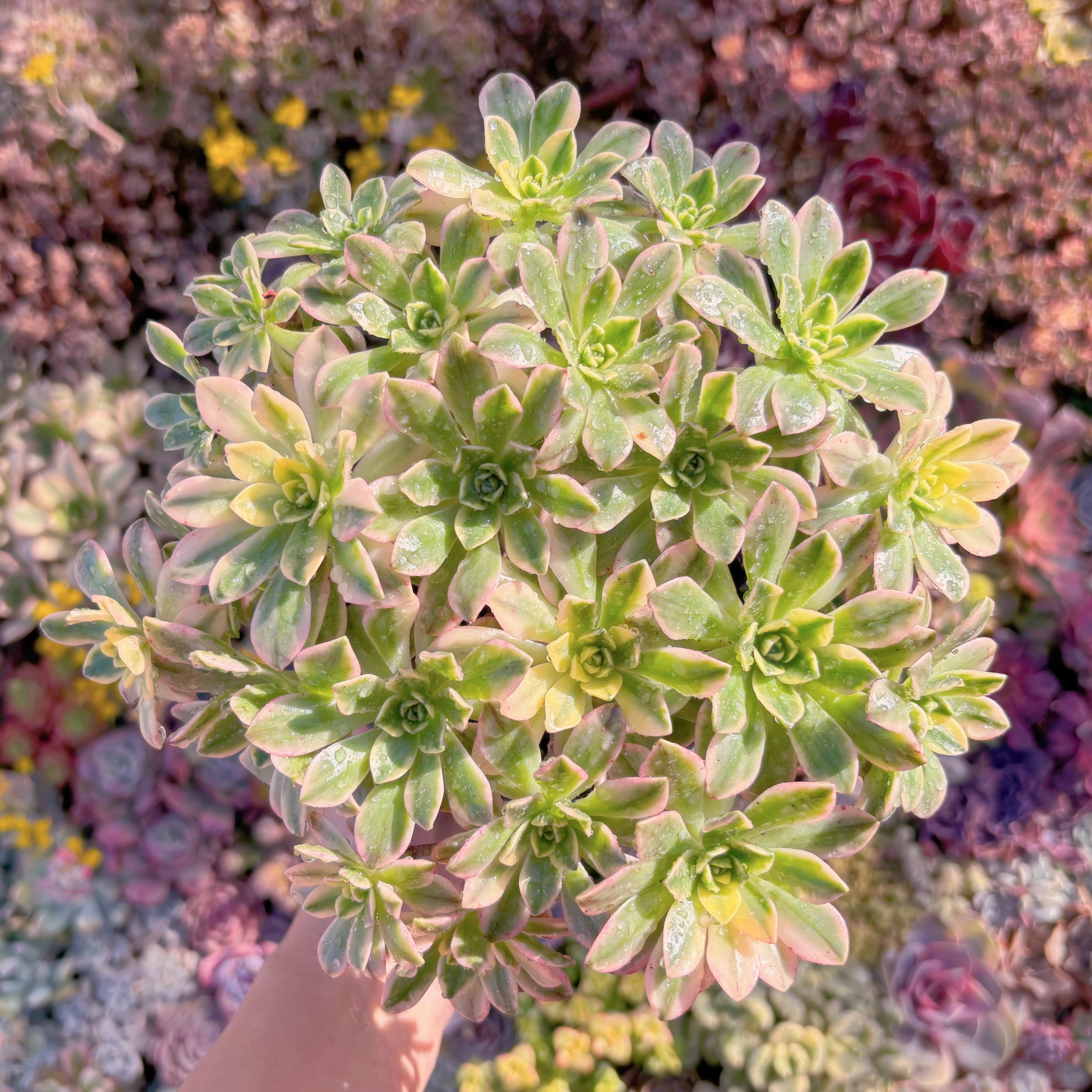 現品　sweet tea#M217　大群生　るる農園