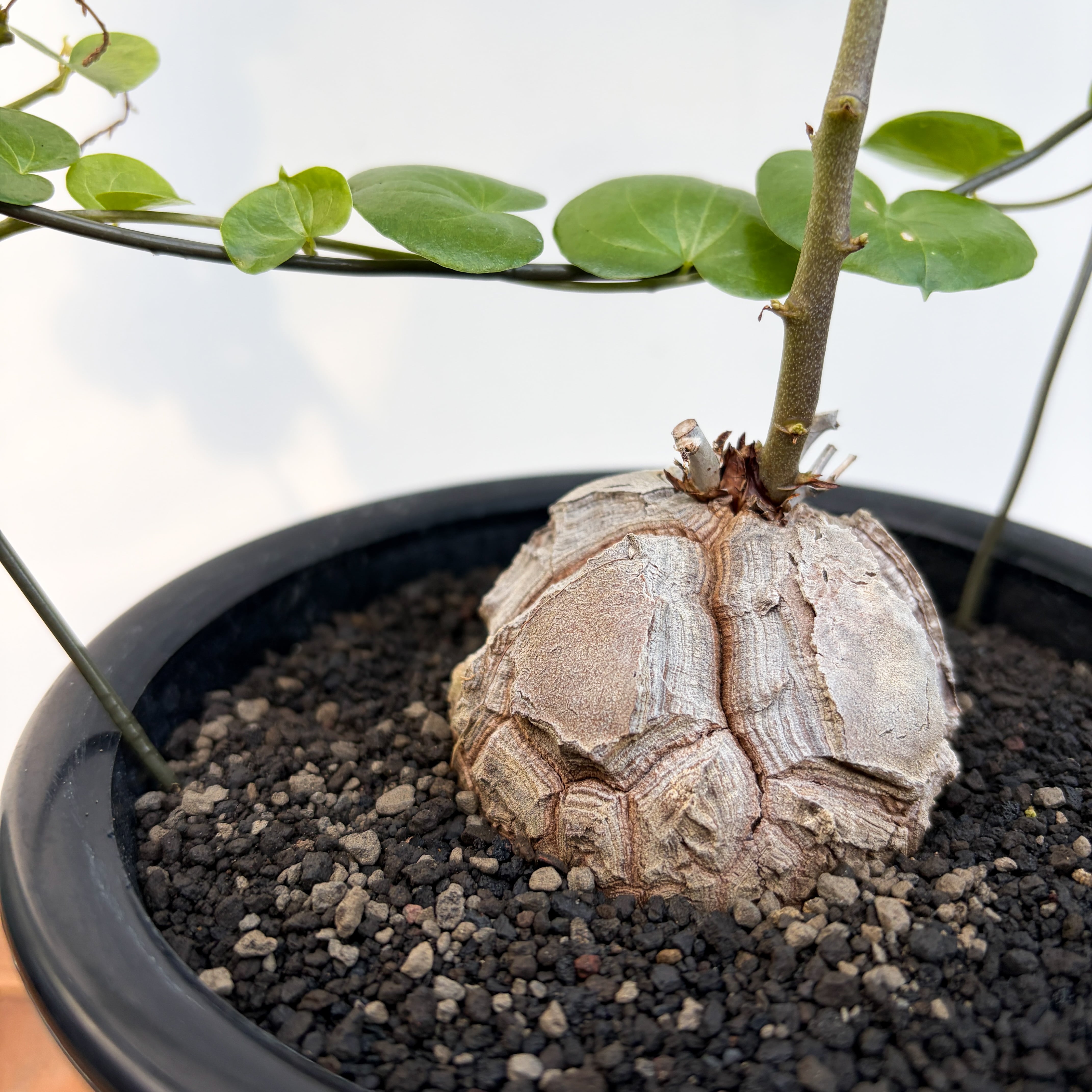 Dioscorea elephantipes アフリカ亀甲竜　実生 Dioscorea elephantipes【ディオスコレア・亀甲竜・実生】 | RIMO'S
