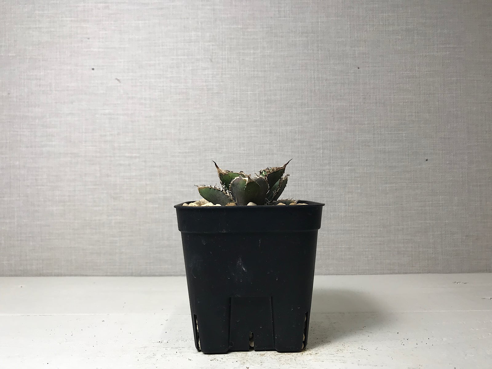 アガベ チタノタ '碧奧蘭蒂'(ビオランテ）