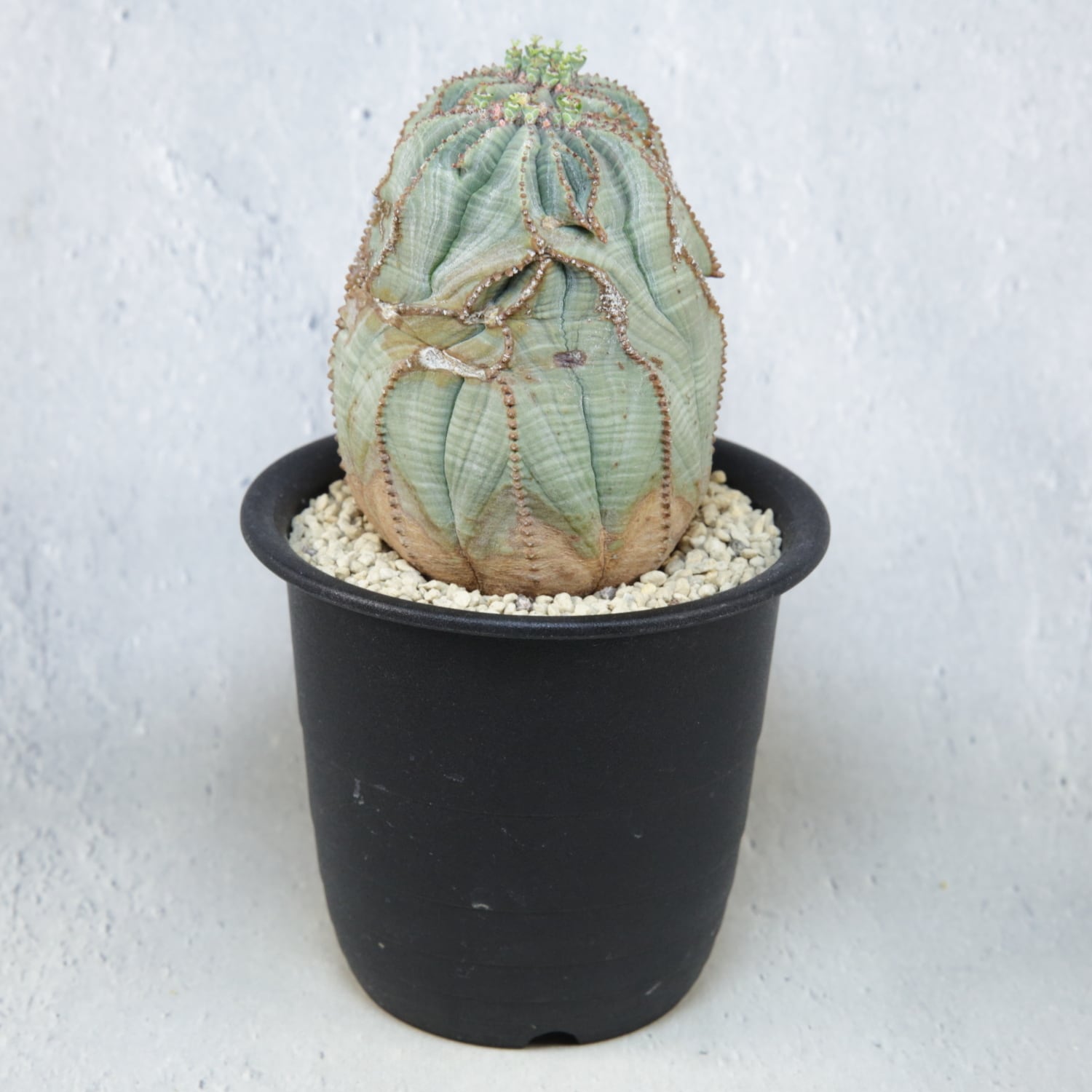 メス株【超厳選株】ダブル綴化ヘッド 捻じれ マウンテン モンスト