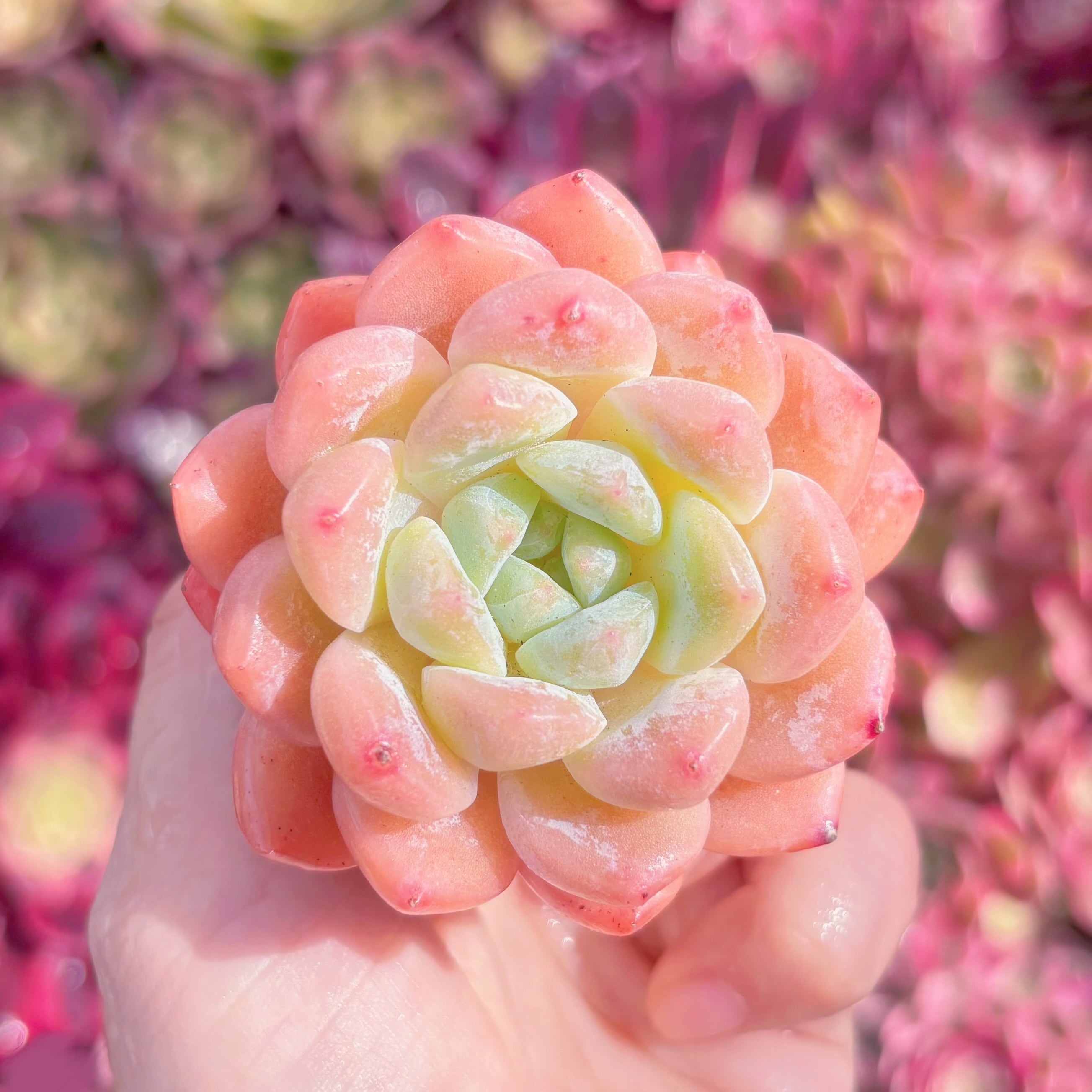 多肉植物 厚夢 新入荷 るる農園 | るる農園~多肉植物専門