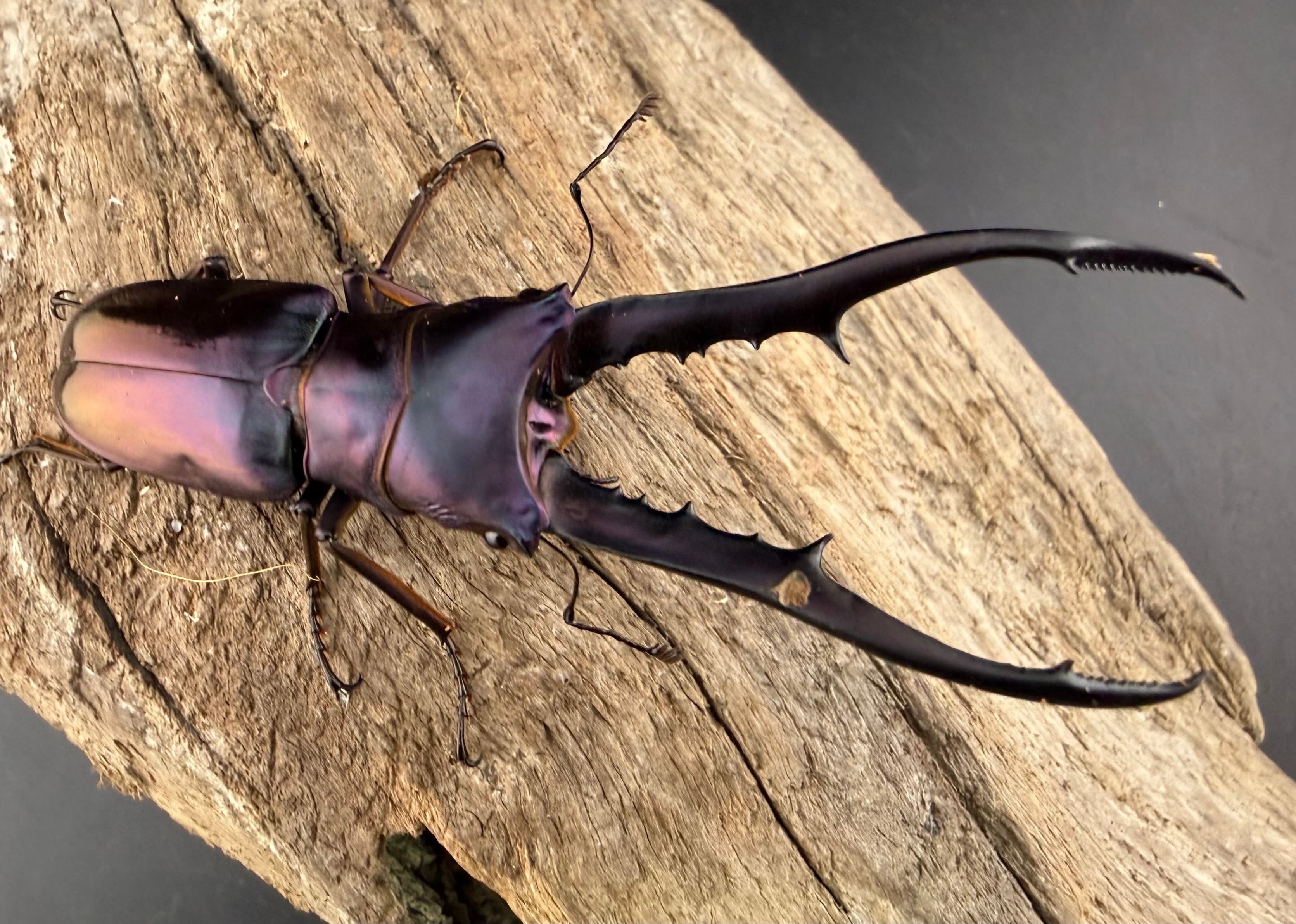 メタリフェルホソアカ亜種finae 78.5mm ペア》 | KPW公式オンライン