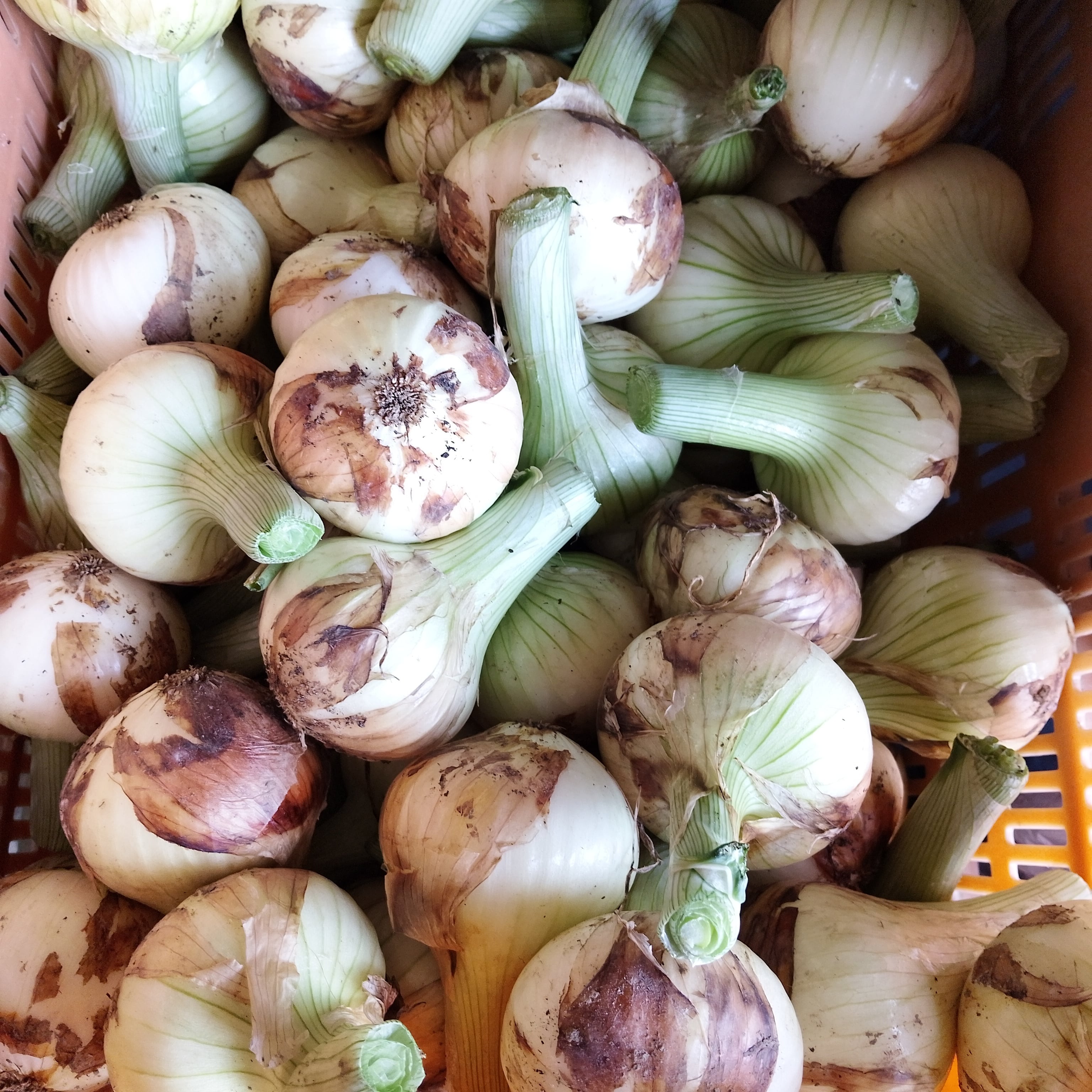 にのみや農園    【訳あり】新玉ねぎ 1袋